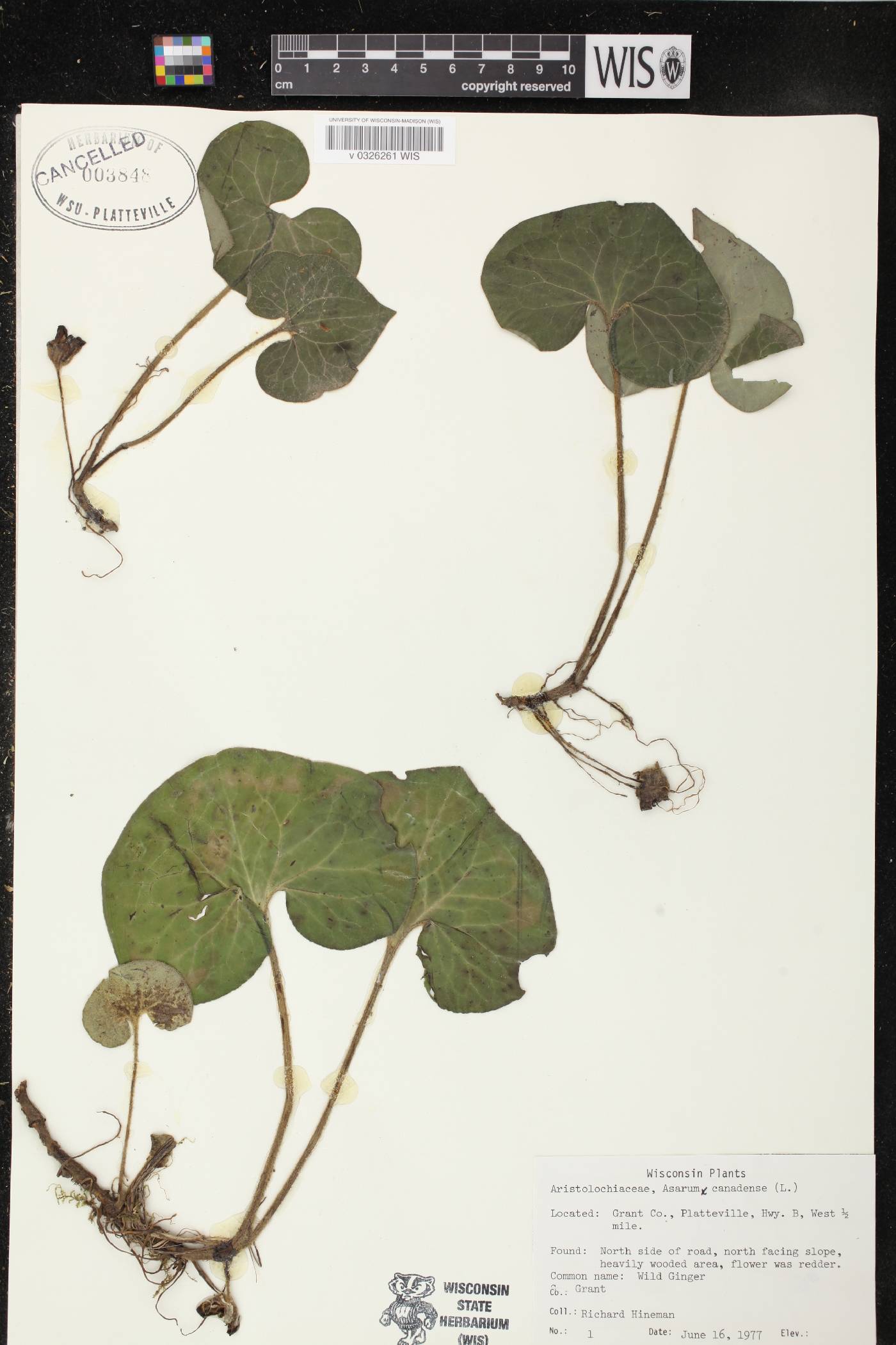 Asarum canadense image