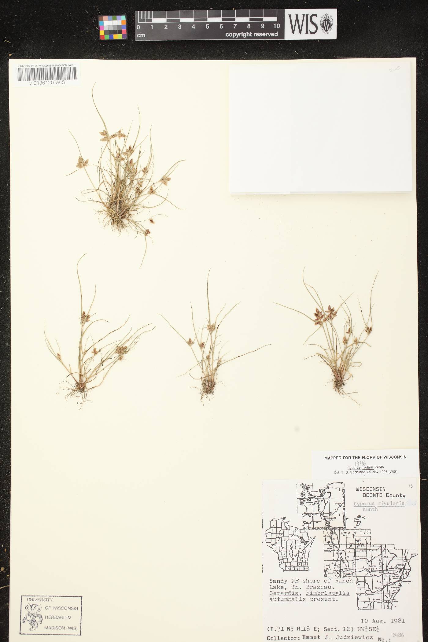 Cyperus bipartitus image