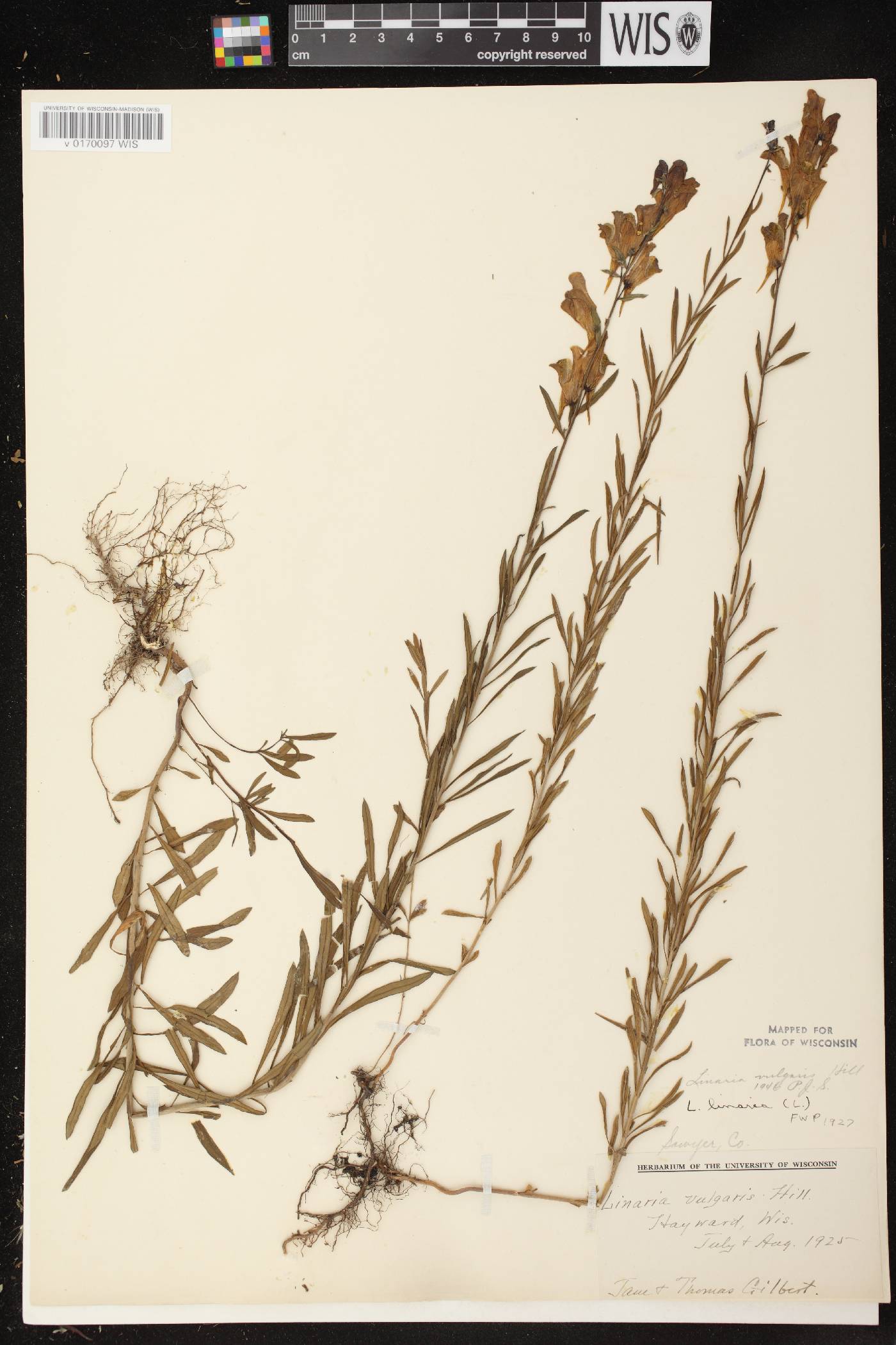 Linaria vulgaris image