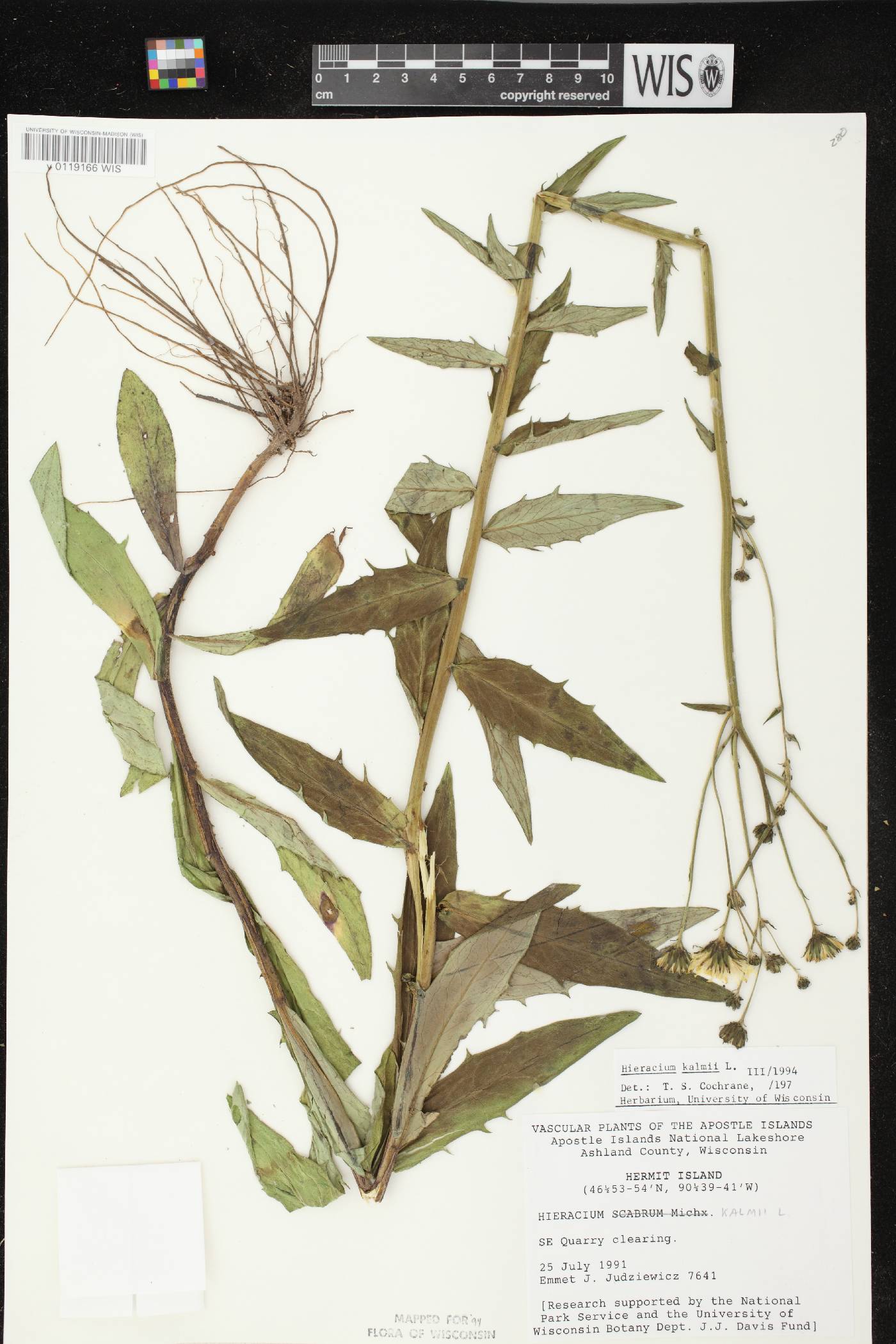 Hieracium umbellatum image
