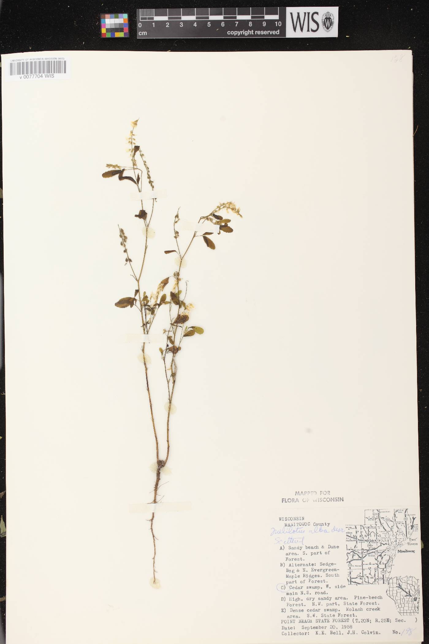 Melilotus albus image