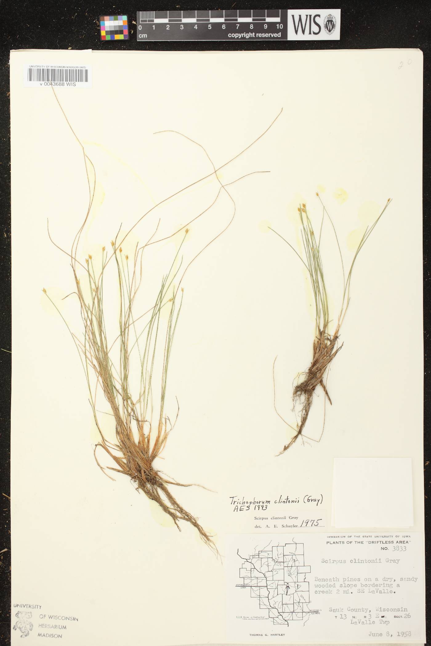 Trichophorum clintonii image