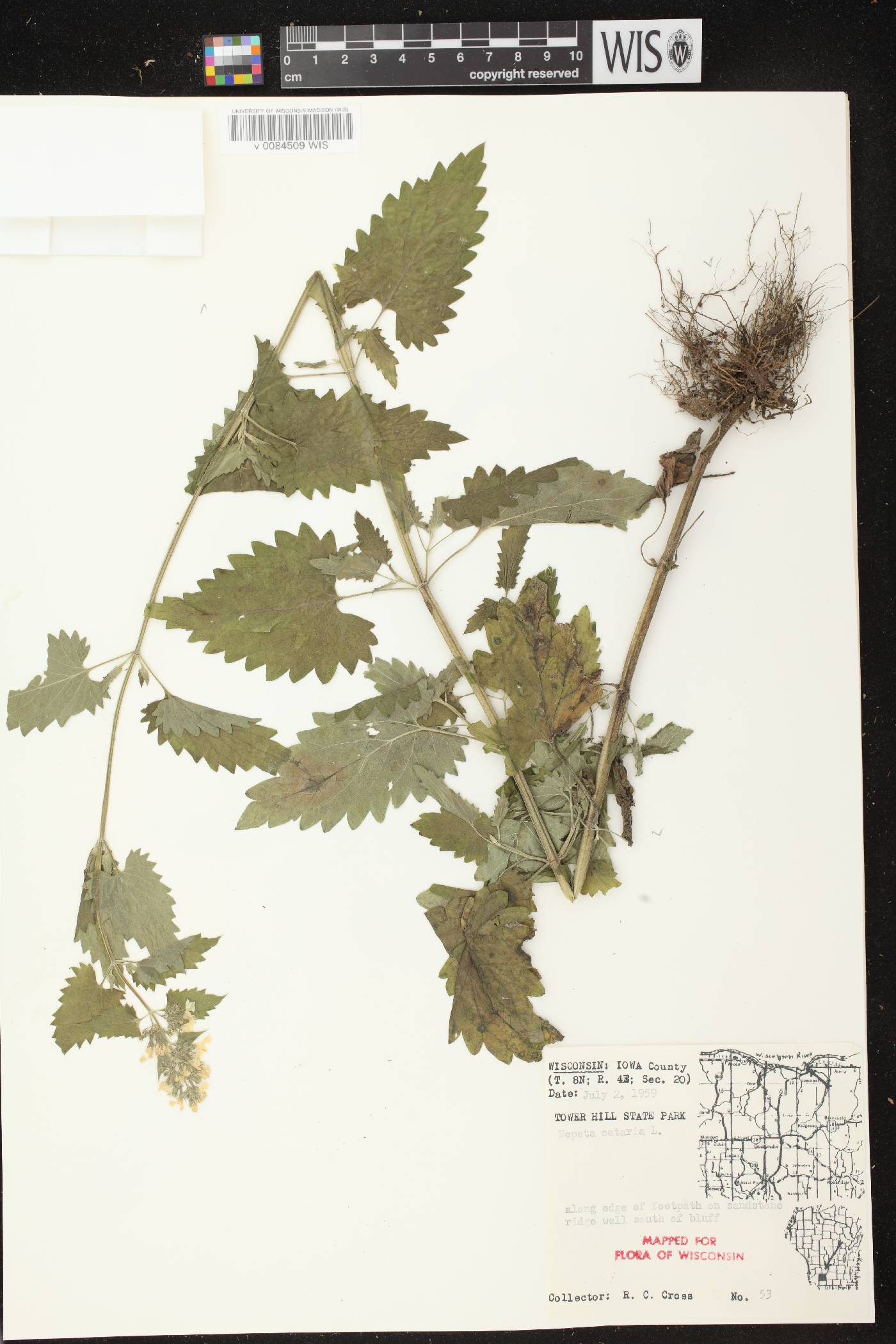Nepeta cataria image