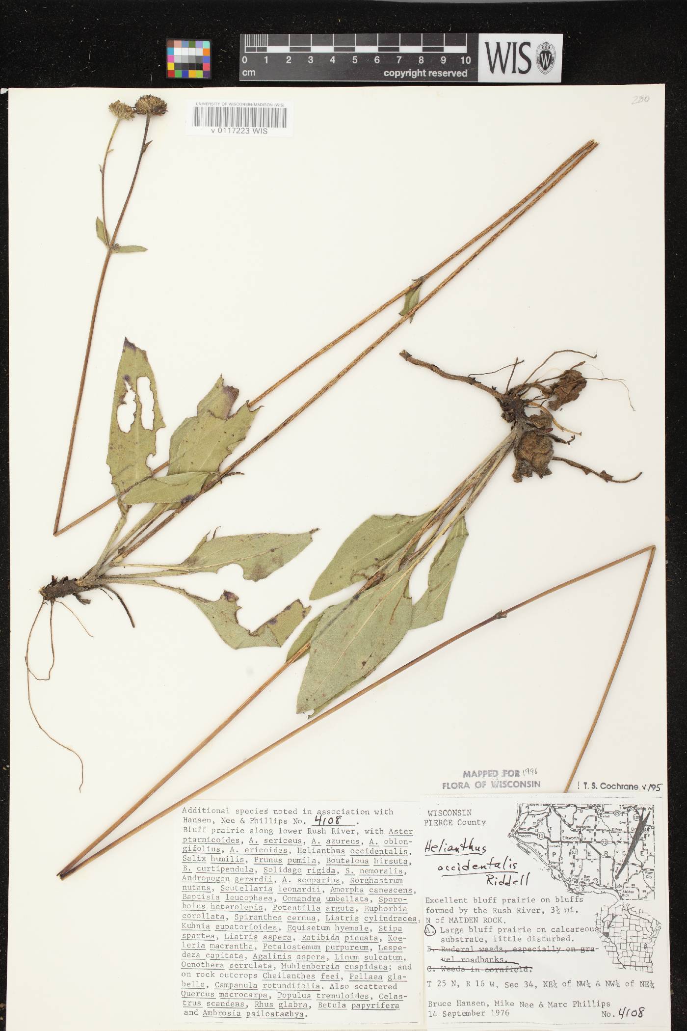 Helianthus occidentalis subsp. occidentalis image