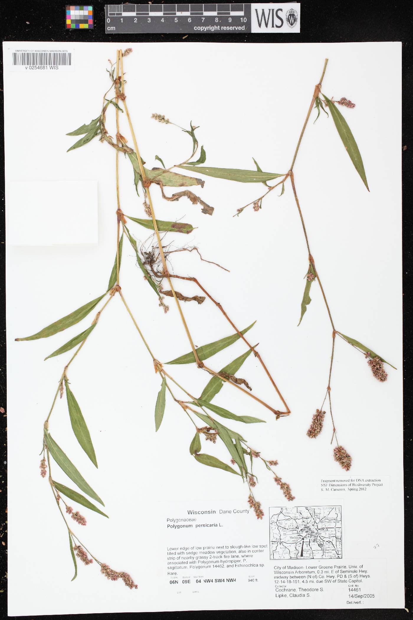 Persicaria maculosa image
