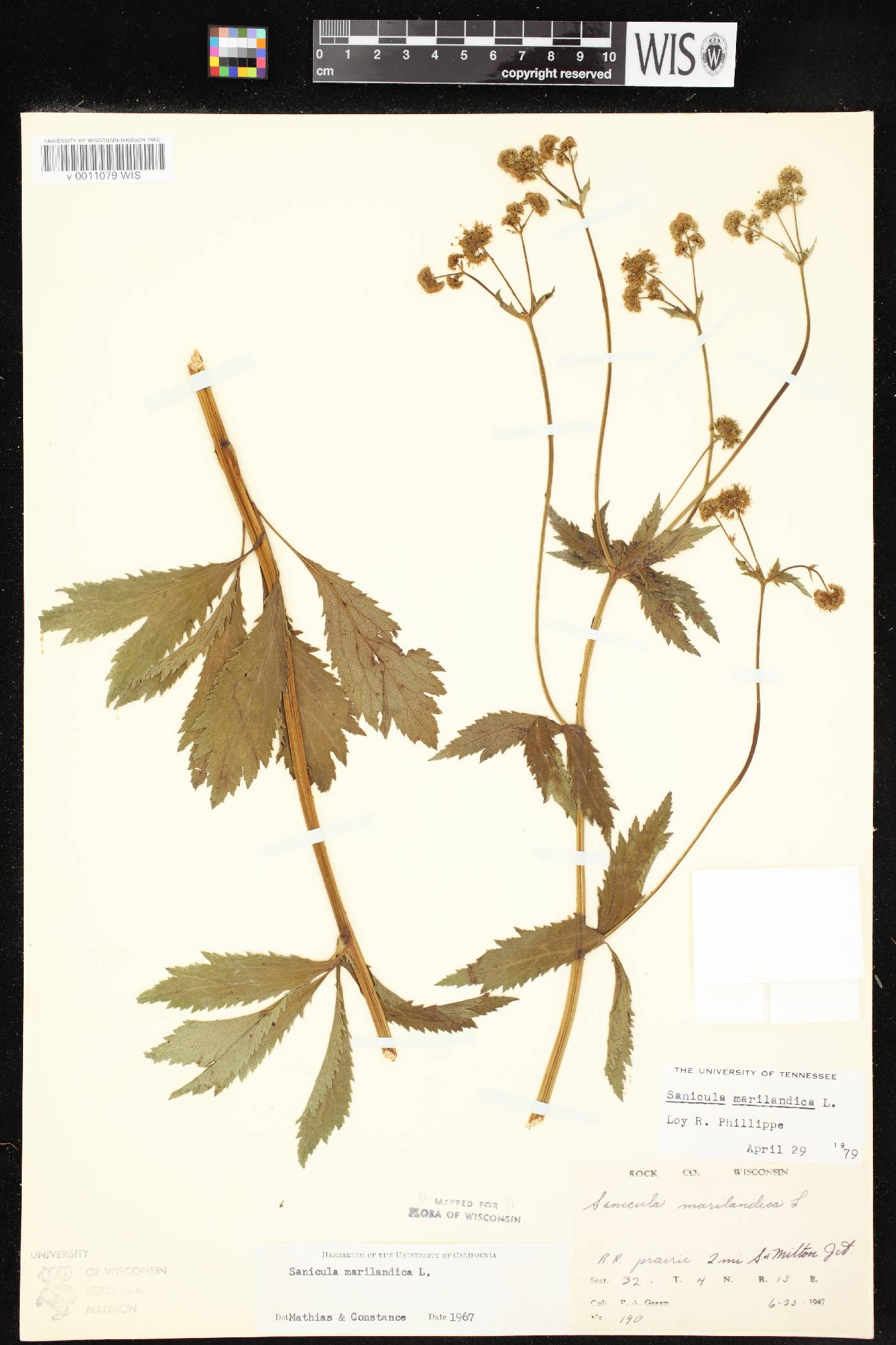Sanicula marilandica image