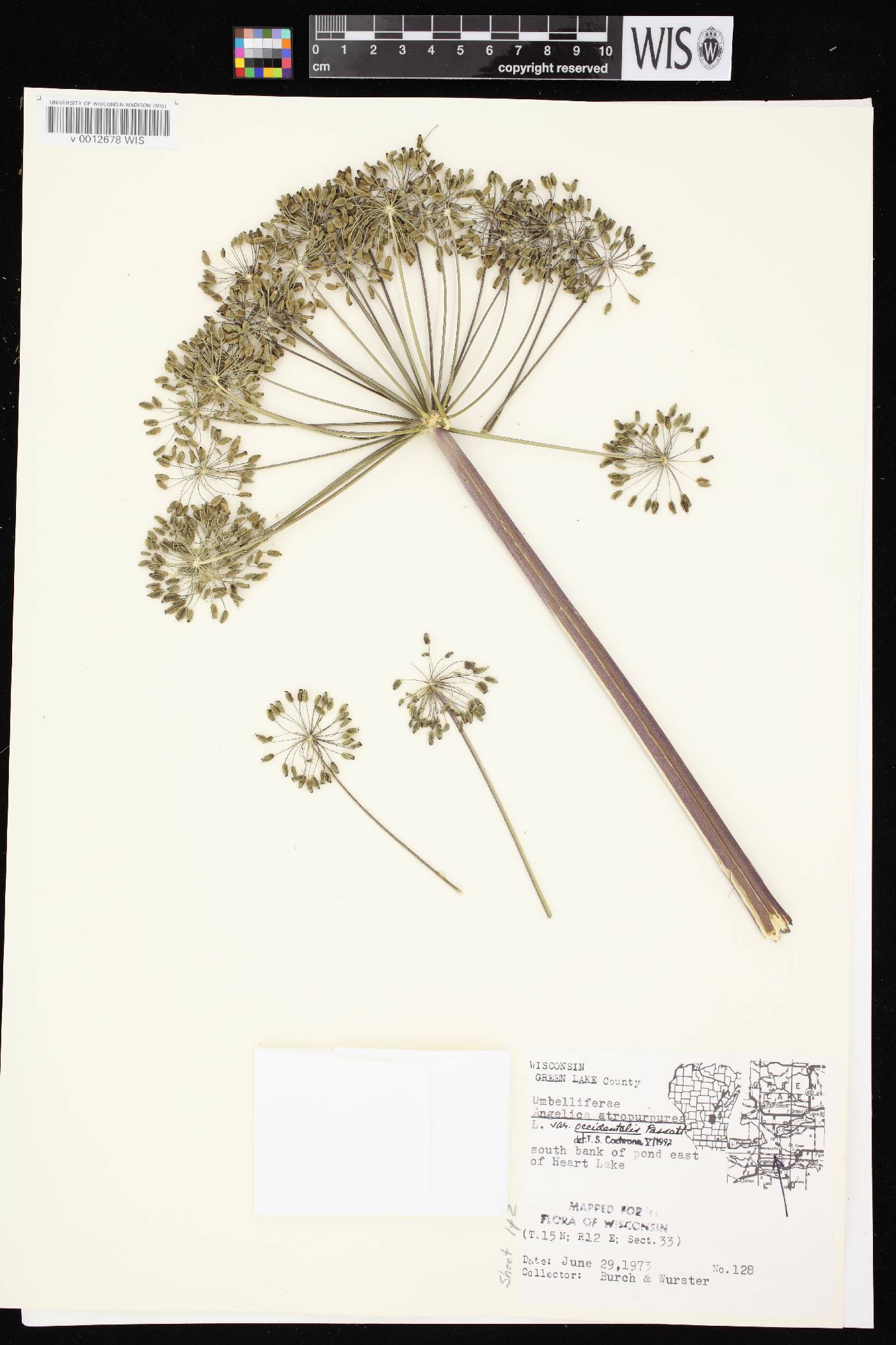 Angelica atropurpurea var. occidentalis image