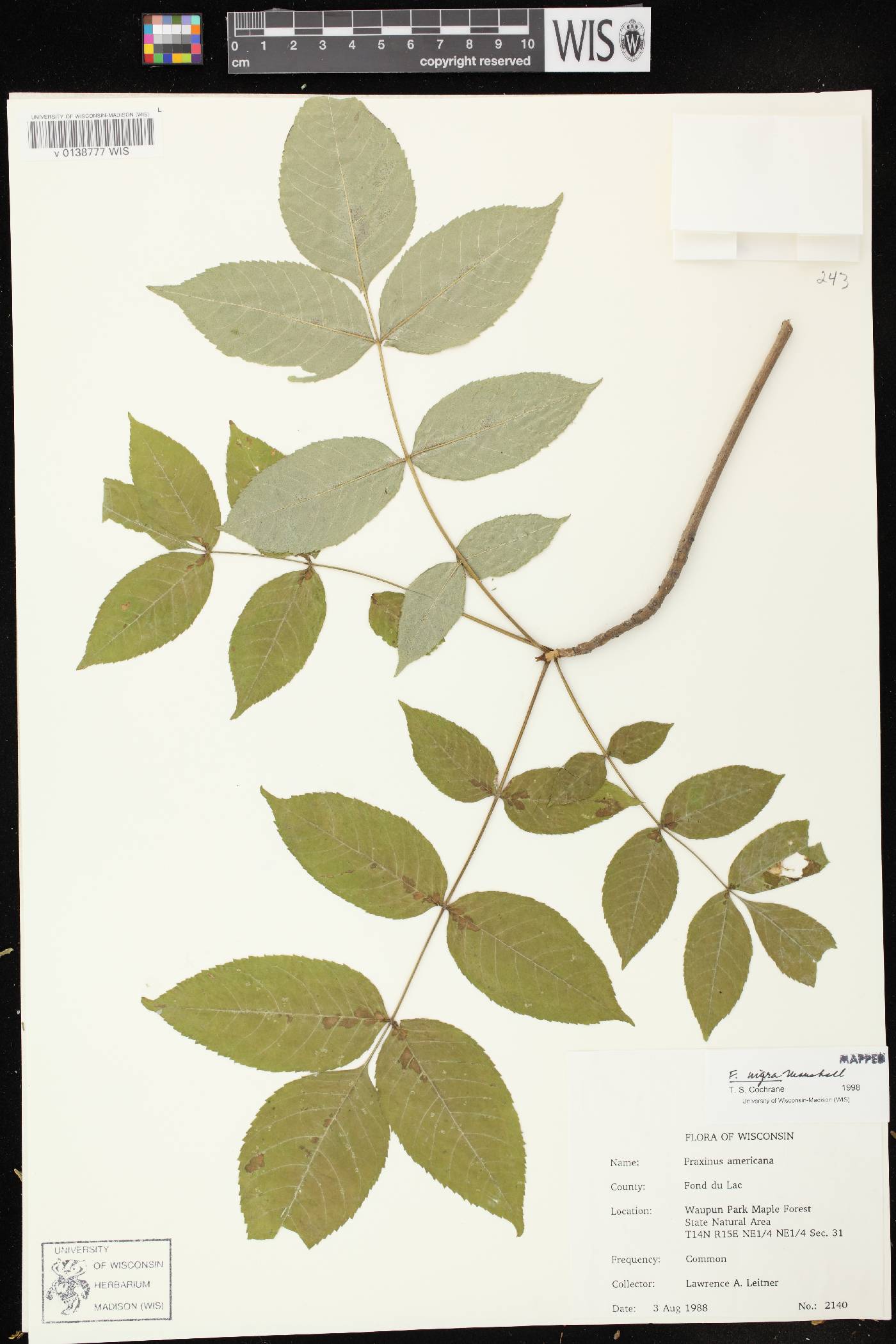 Fraxinus nigra image