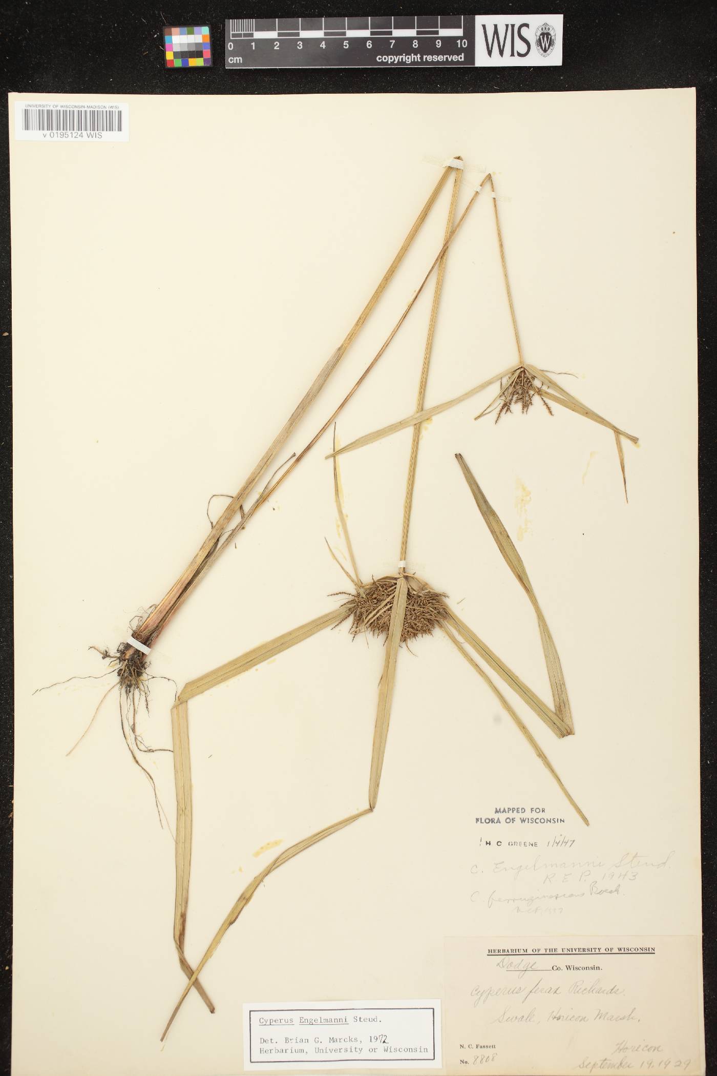 Cyperus odoratus image