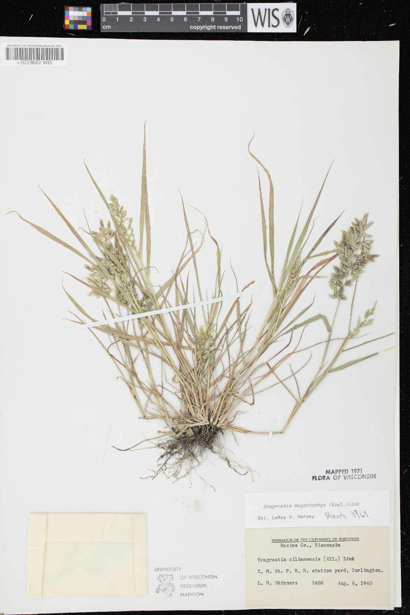 Eragrostis cilianensis image