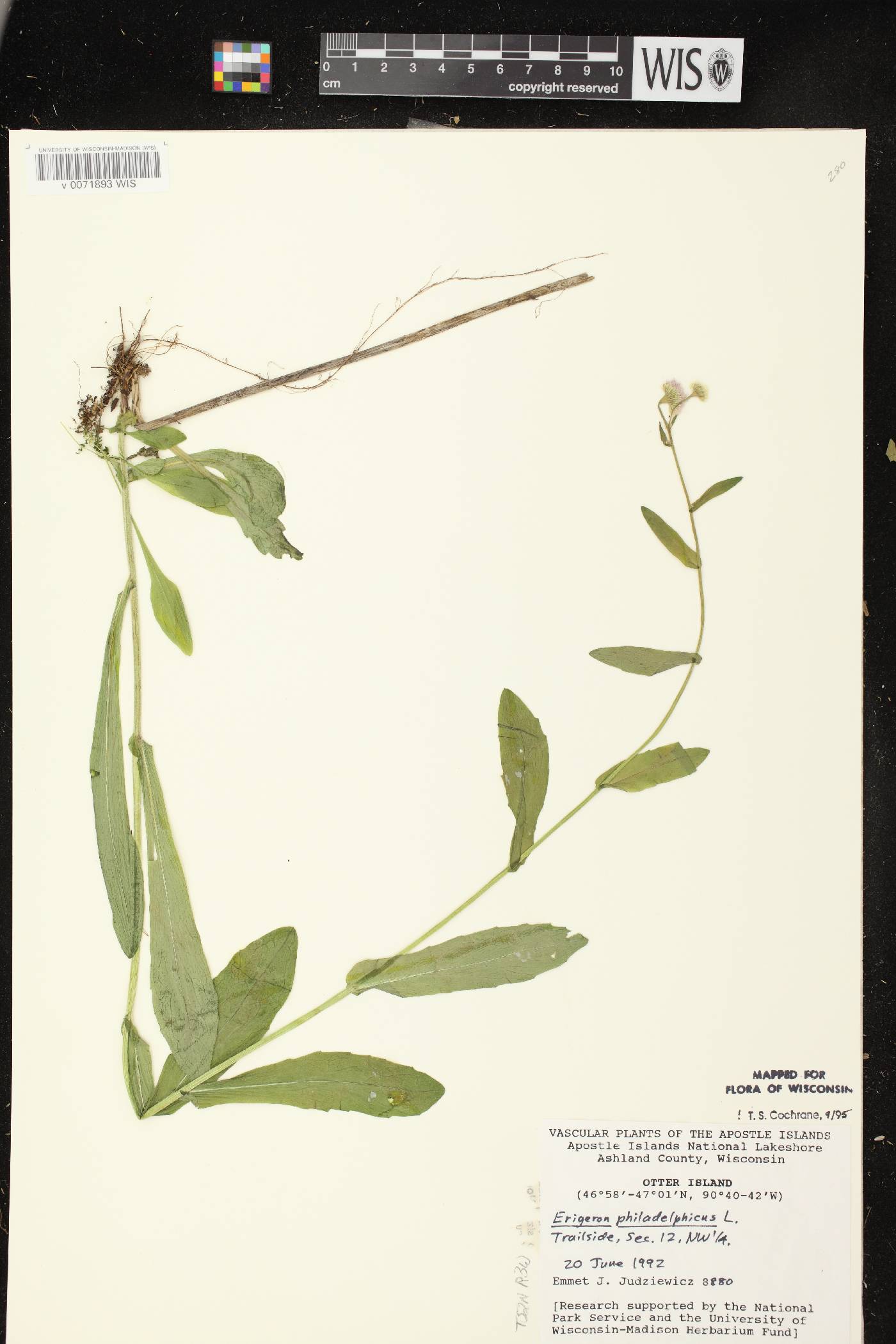 Erigeron philadelphicus var. philadelphicus image