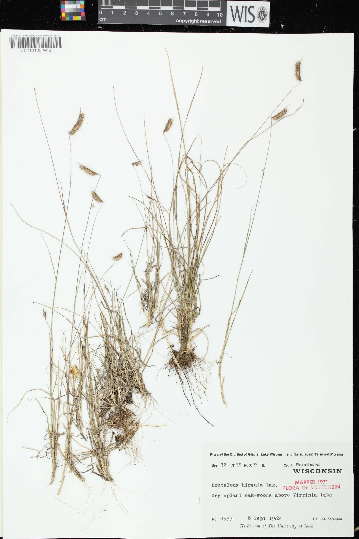 Bouteloua hirsuta subsp. hirsuta image
