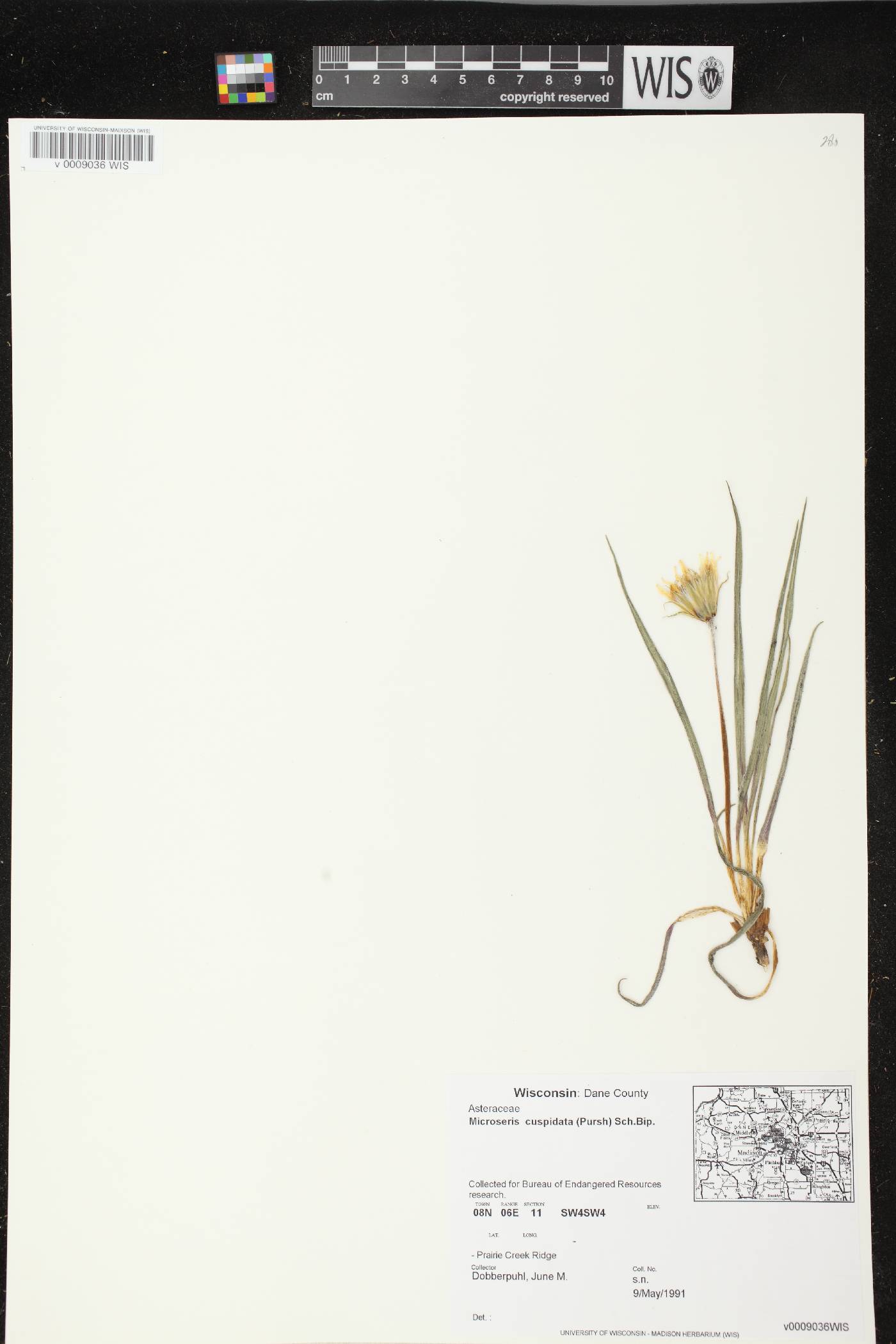 Nothocalais cuspidata image