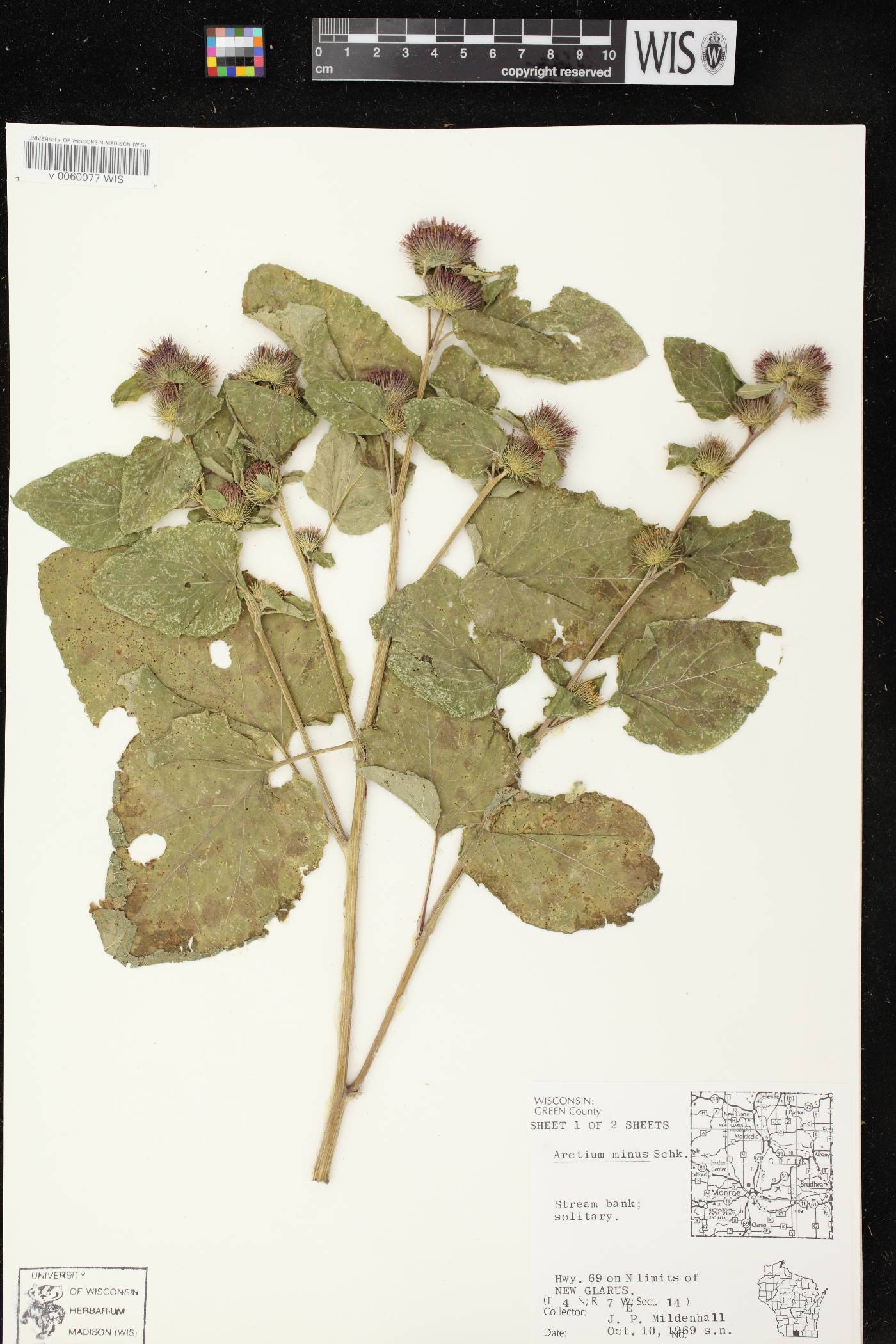 Arctium minus image