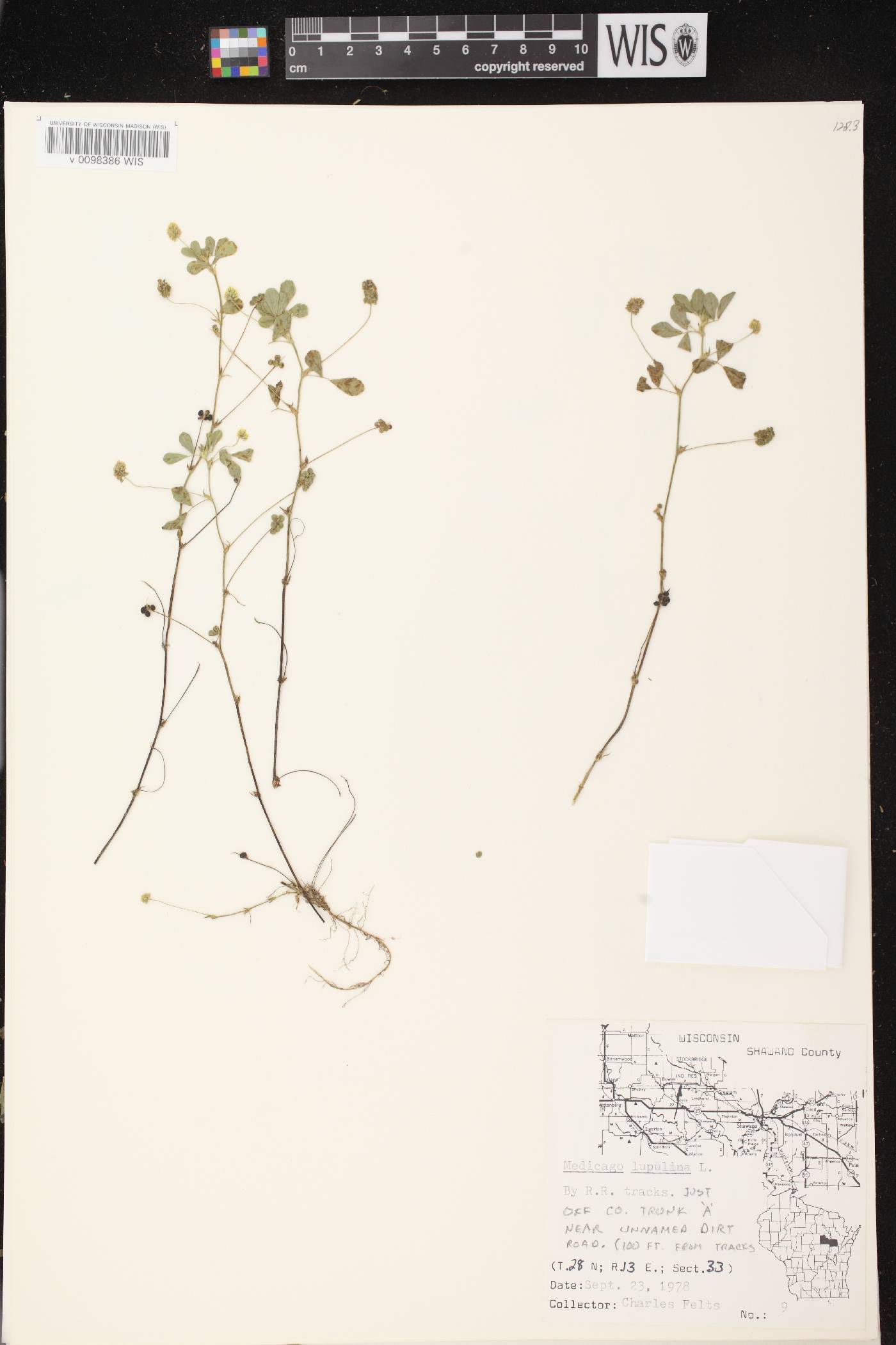 Medicago lupulina image