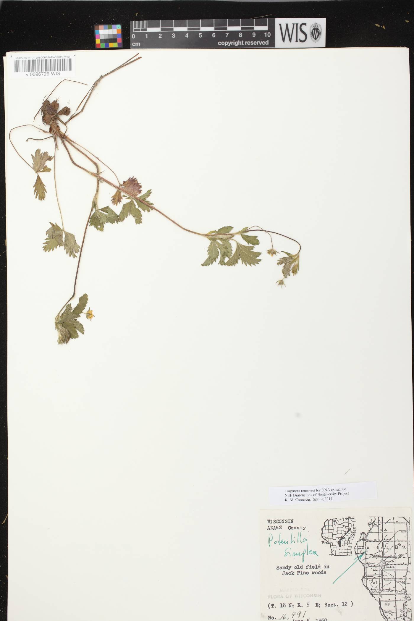 Potentilla simplex image