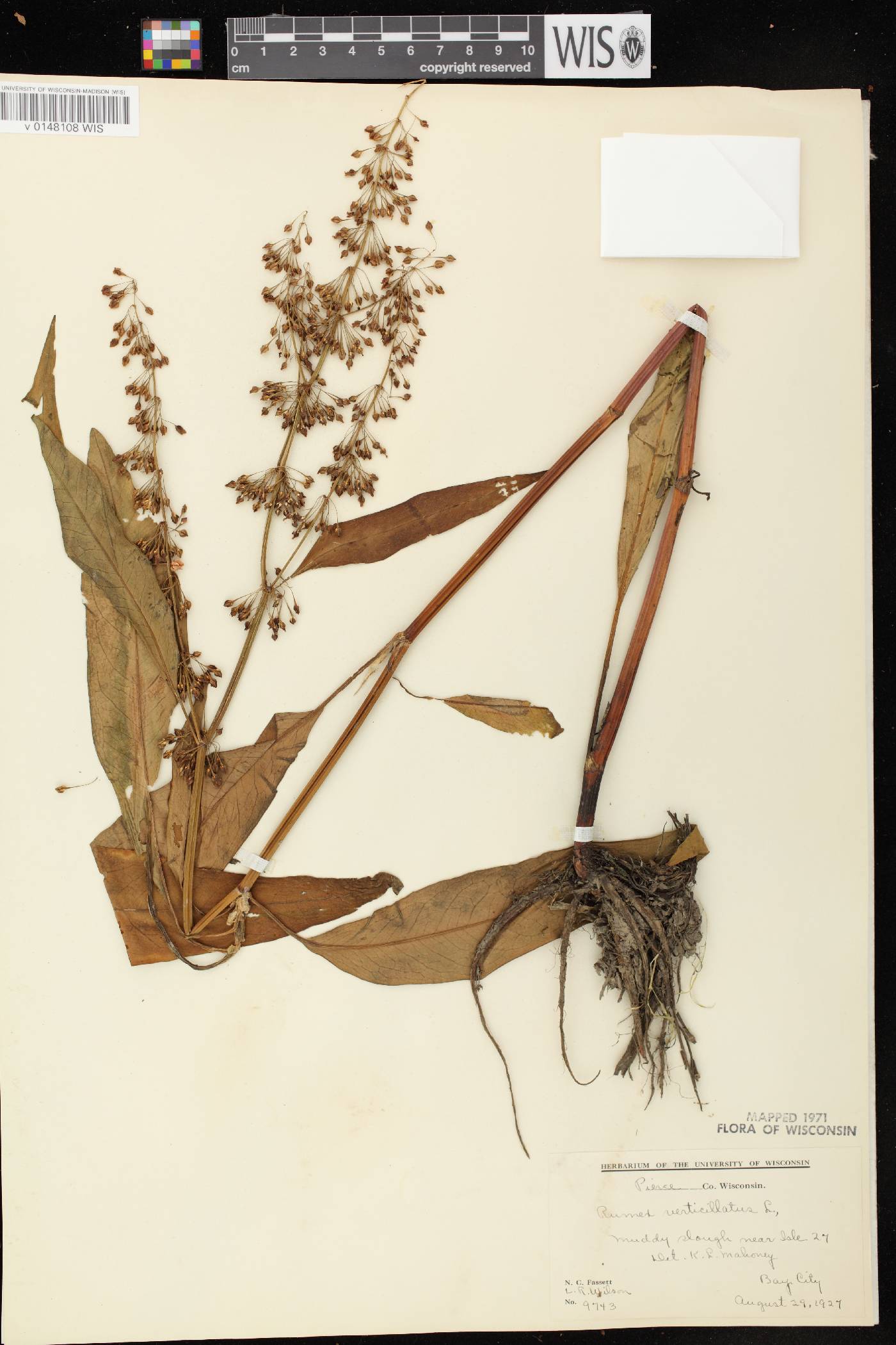 Rumex verticillatus image