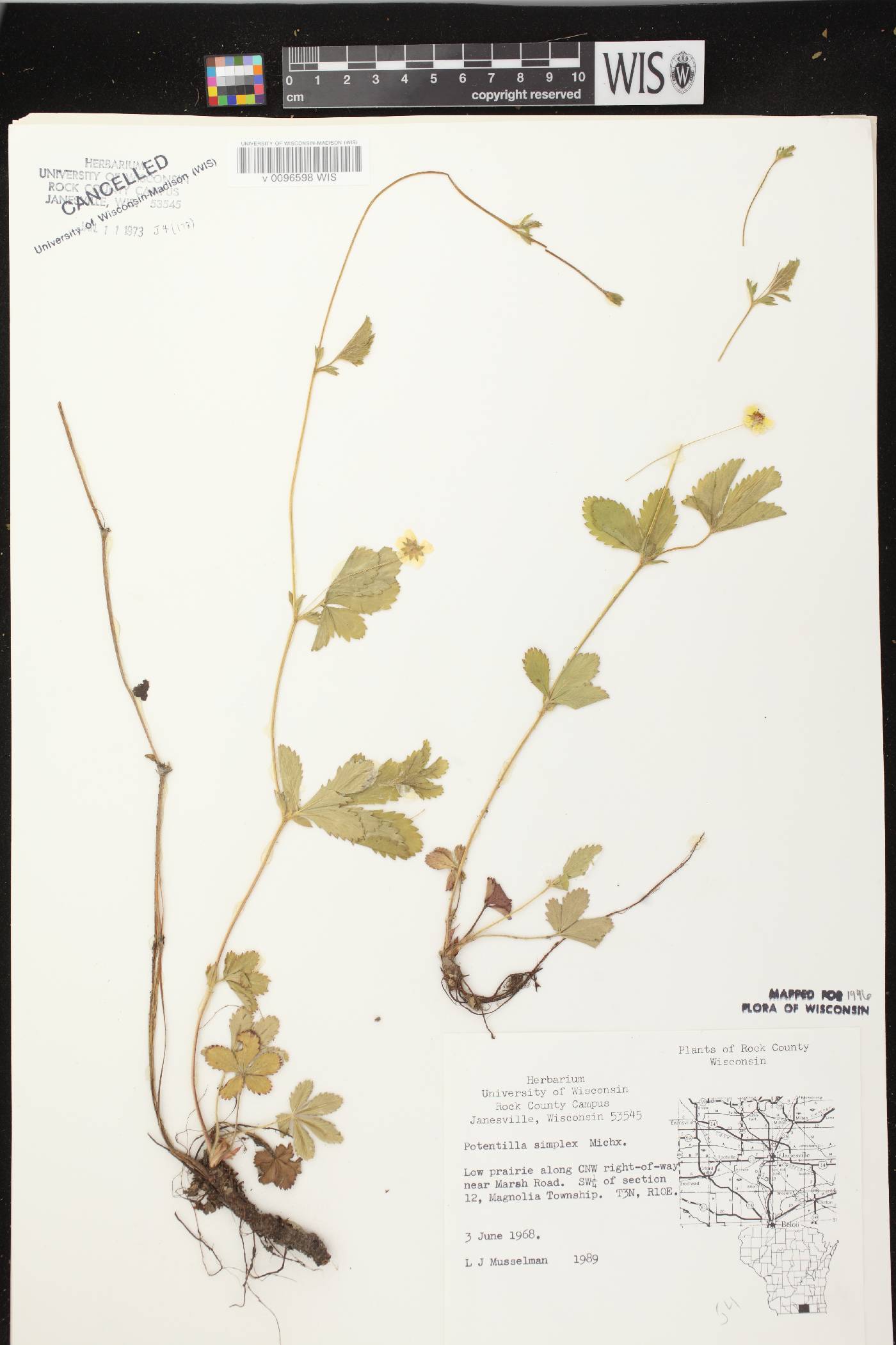 Potentilla simplex image