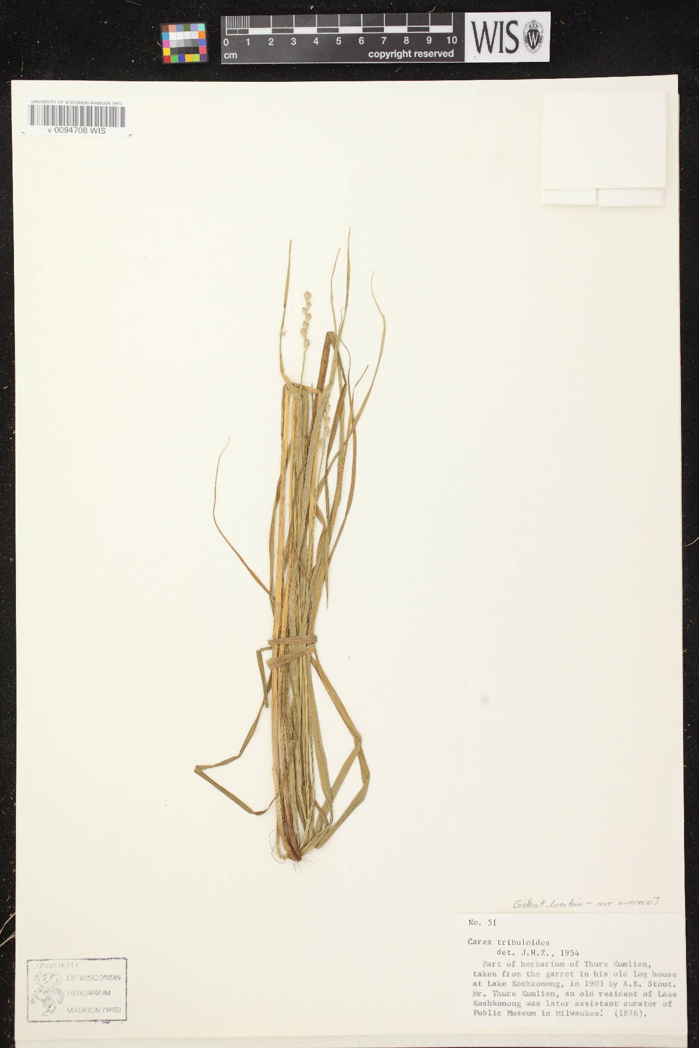 Carex tribuloides var. tribuloides image
