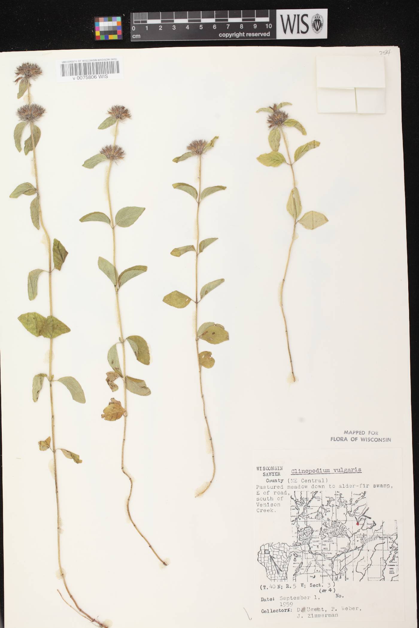 Clinopodium vulgare image