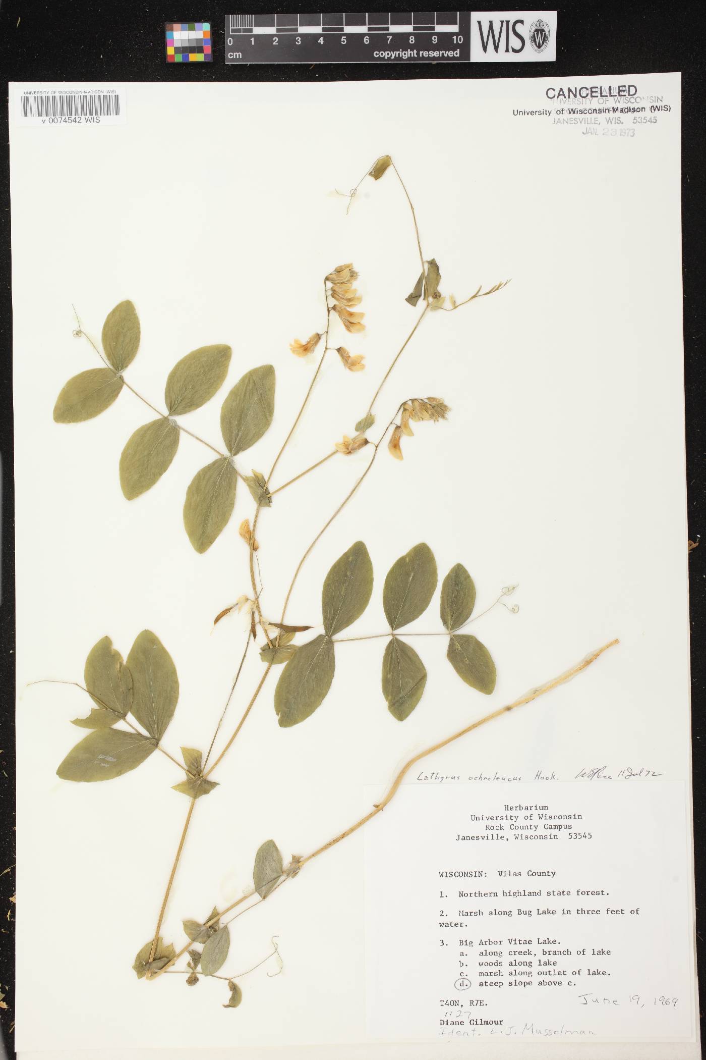 Lathyrus ochroleucus image