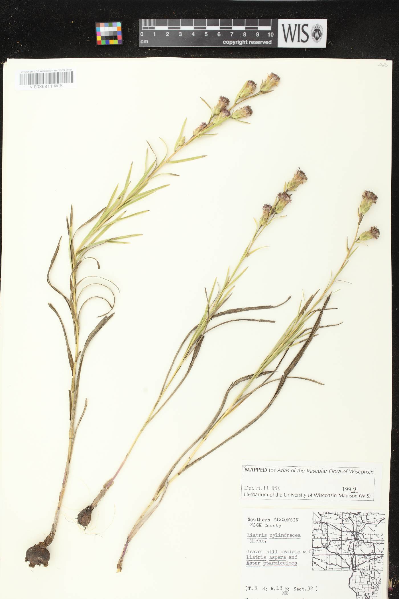 Liatris cylindracea image