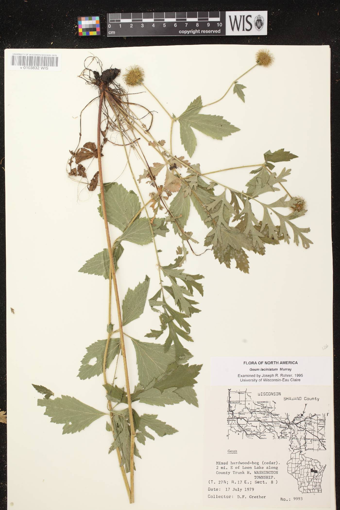 Geum laciniatum image