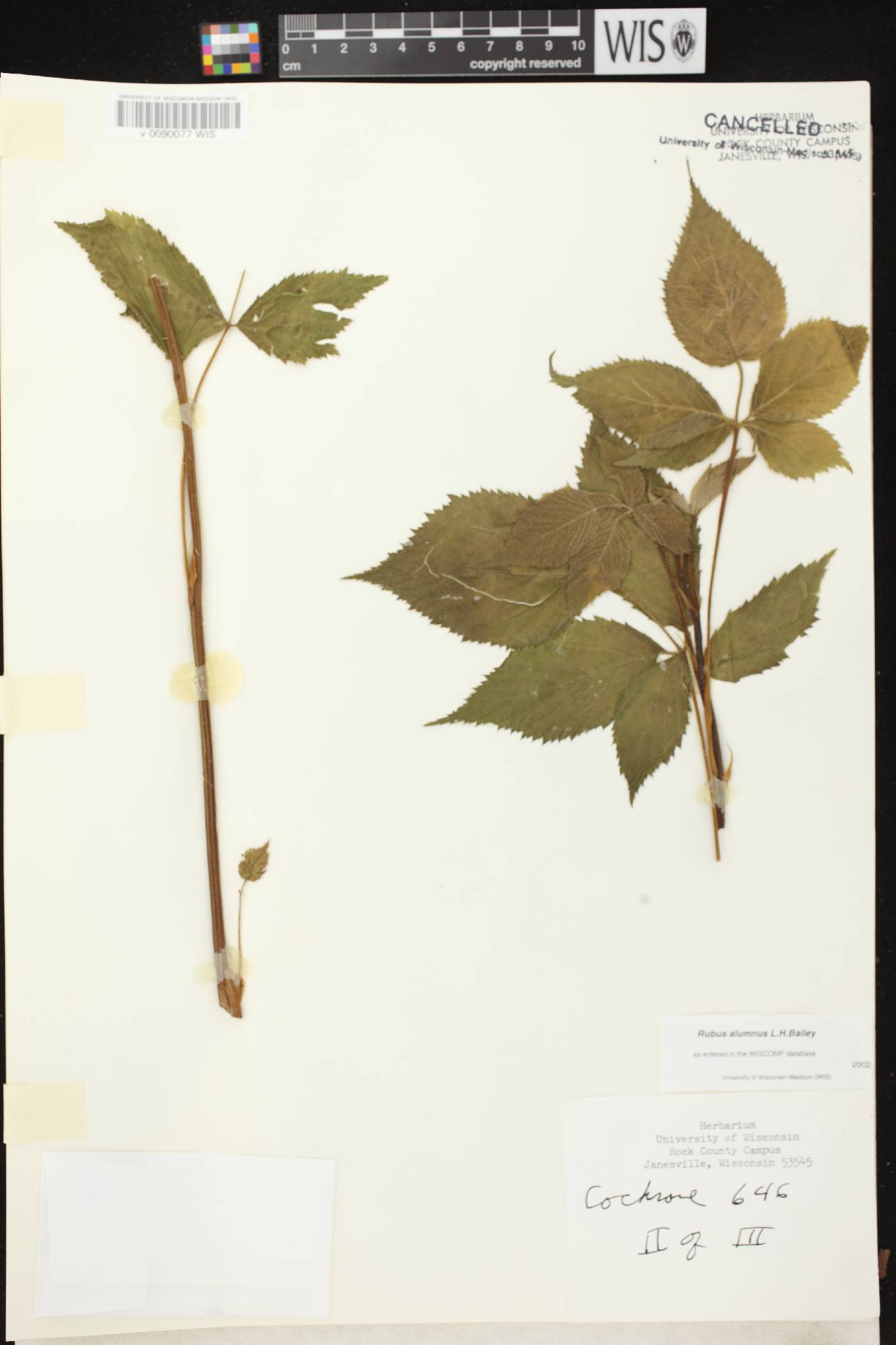 Rubus allegheniensis image