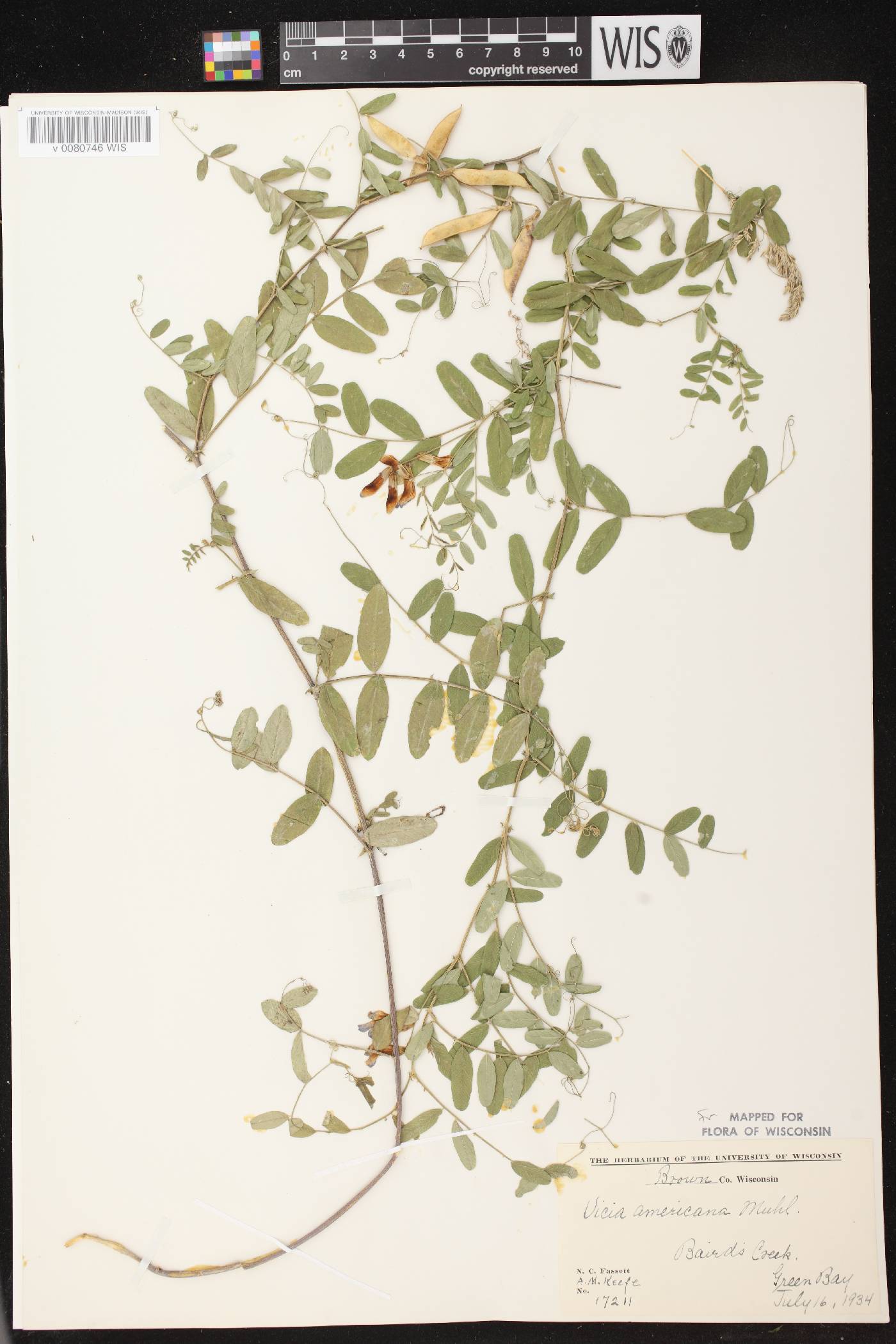 Vicia americana subsp. americana image