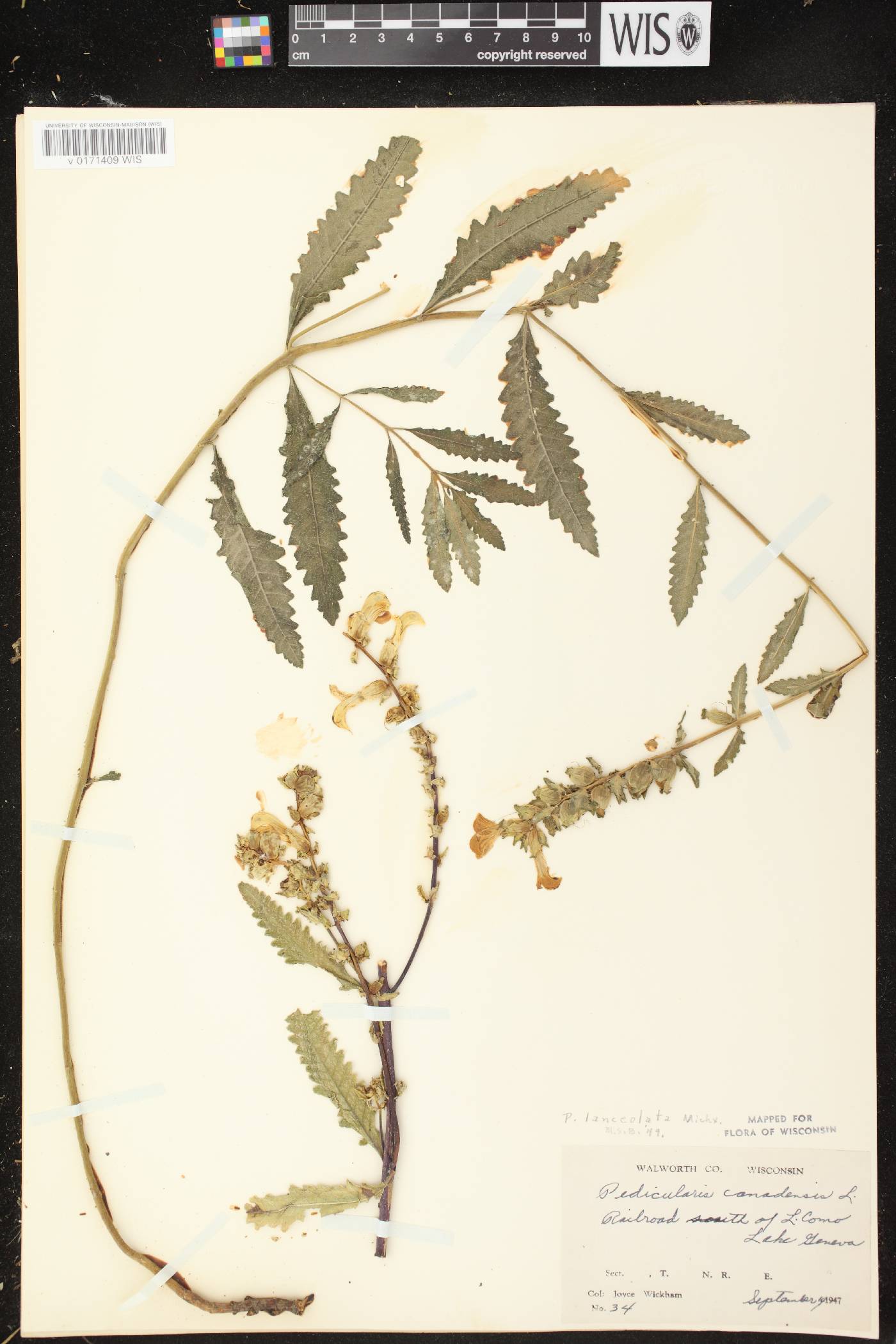 Pedicularis lanceolata image