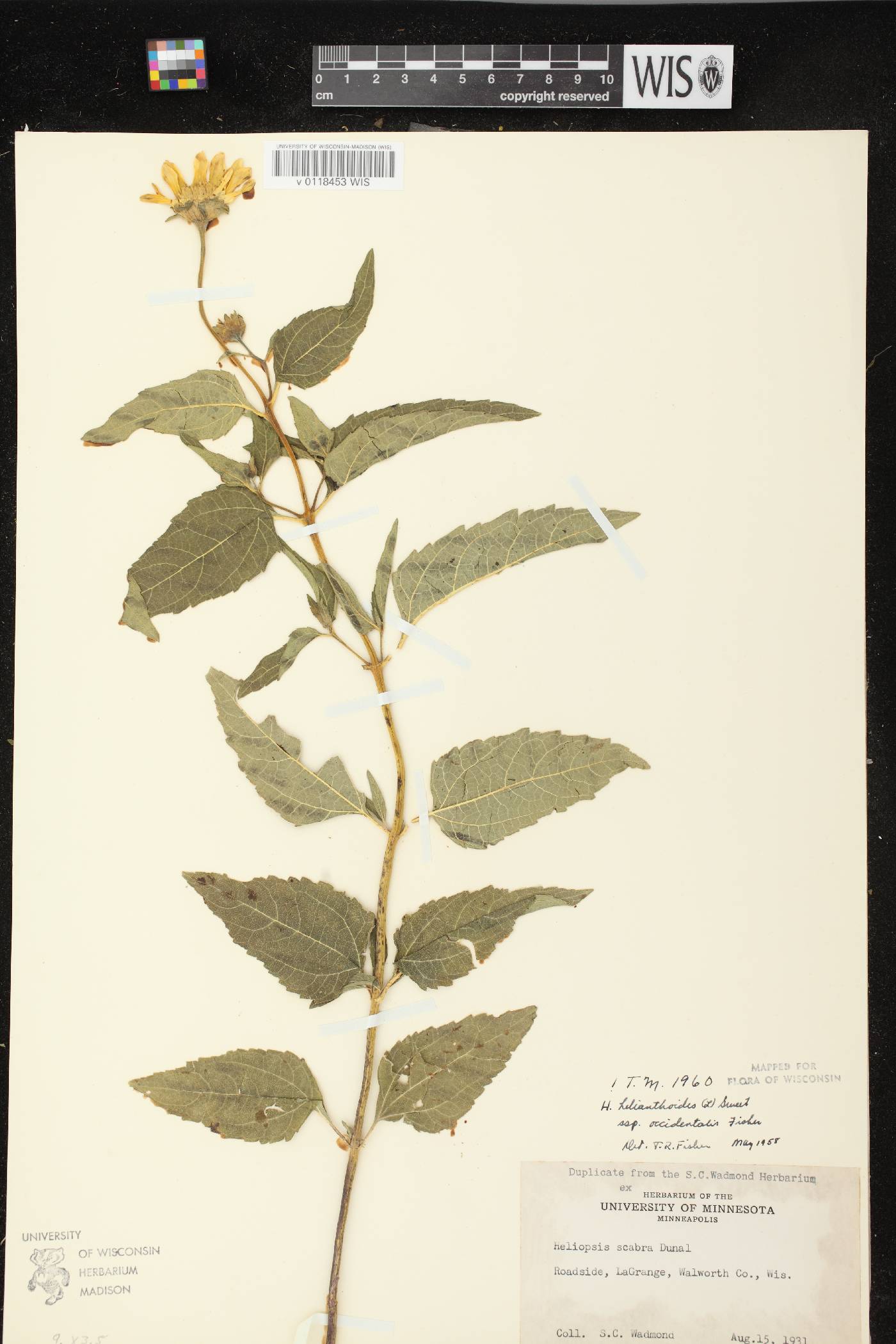 Heliopsis helianthoides image