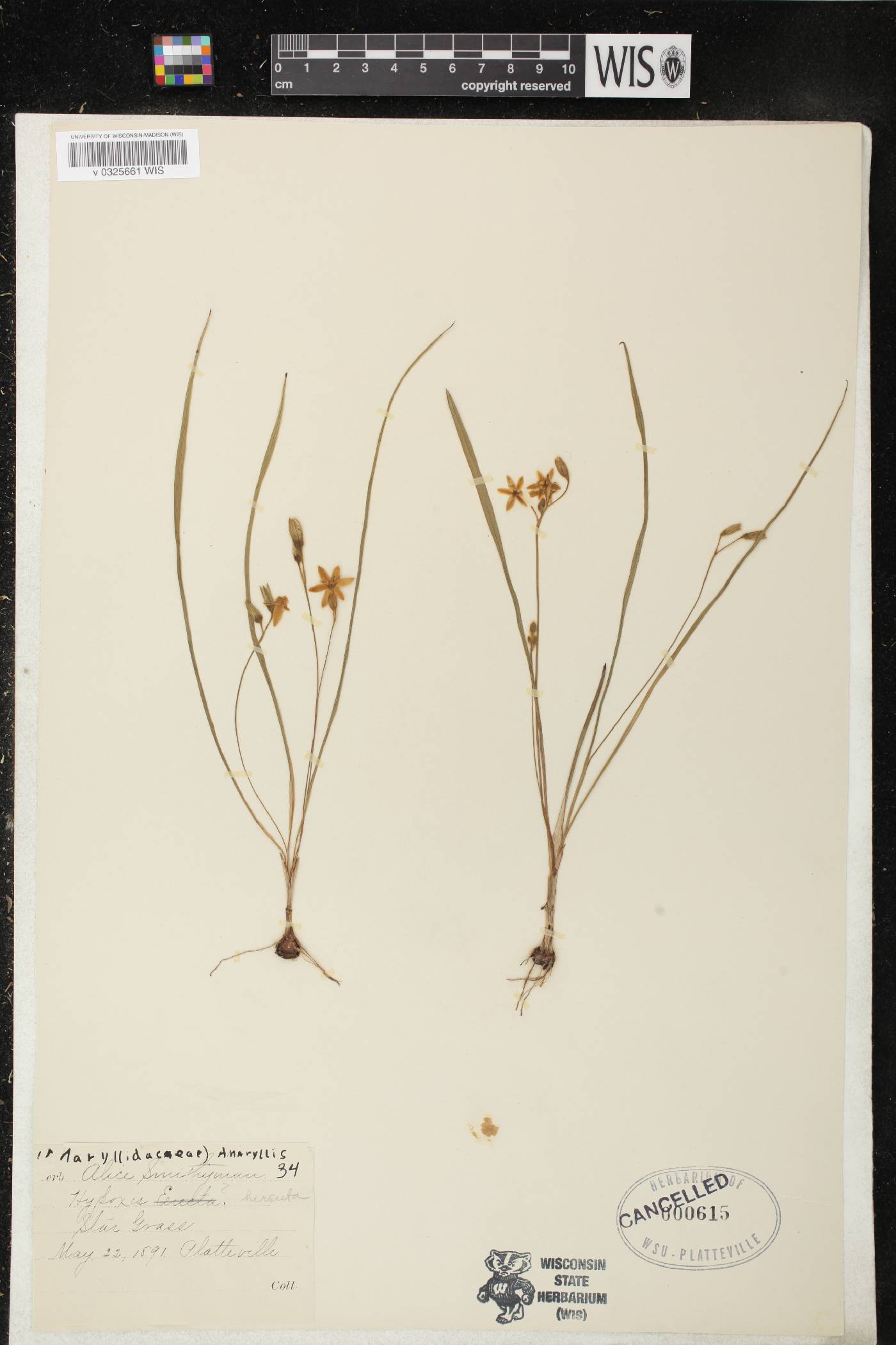 Hypoxis hirsuta image