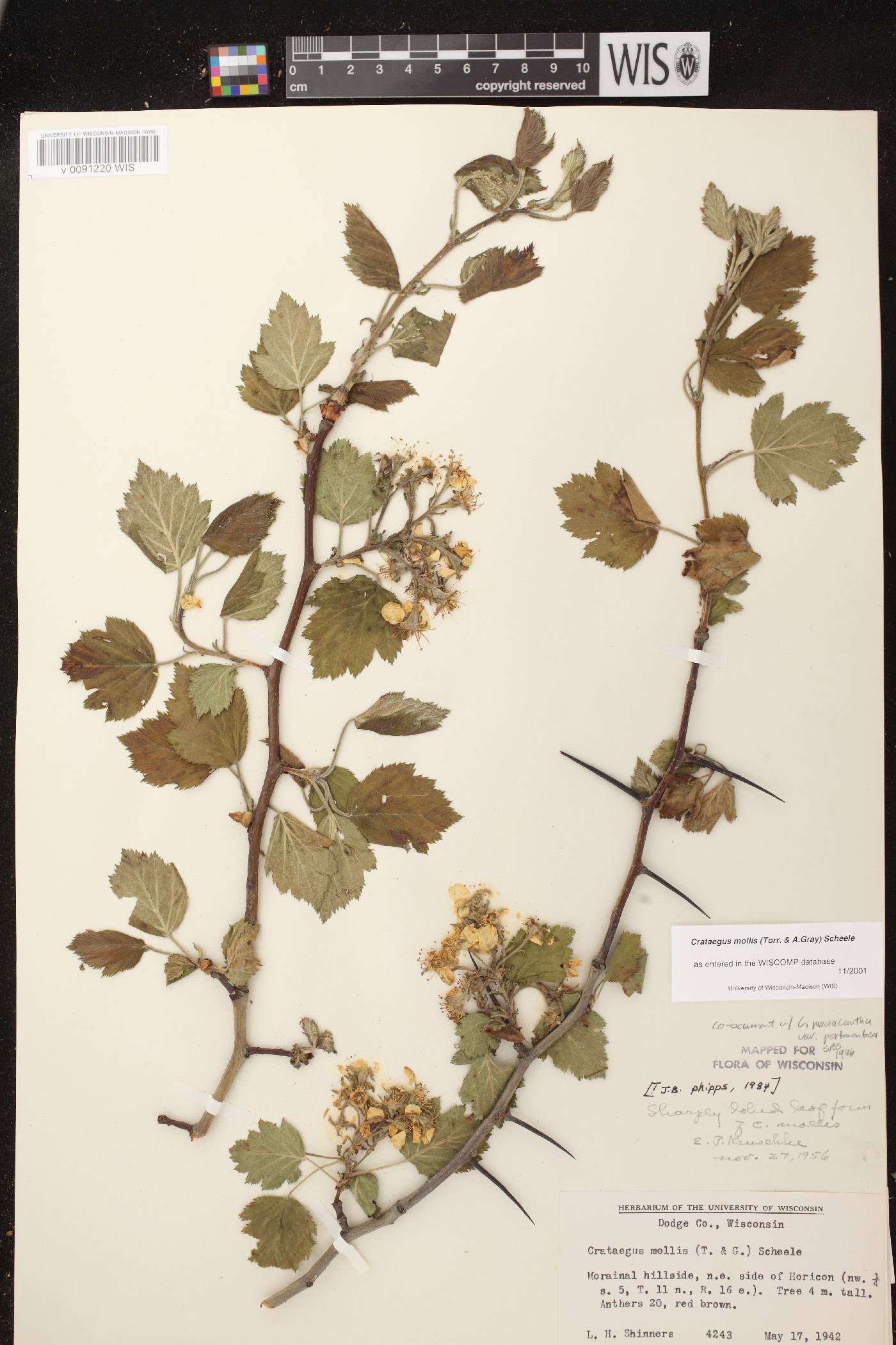Crataegus mollis image