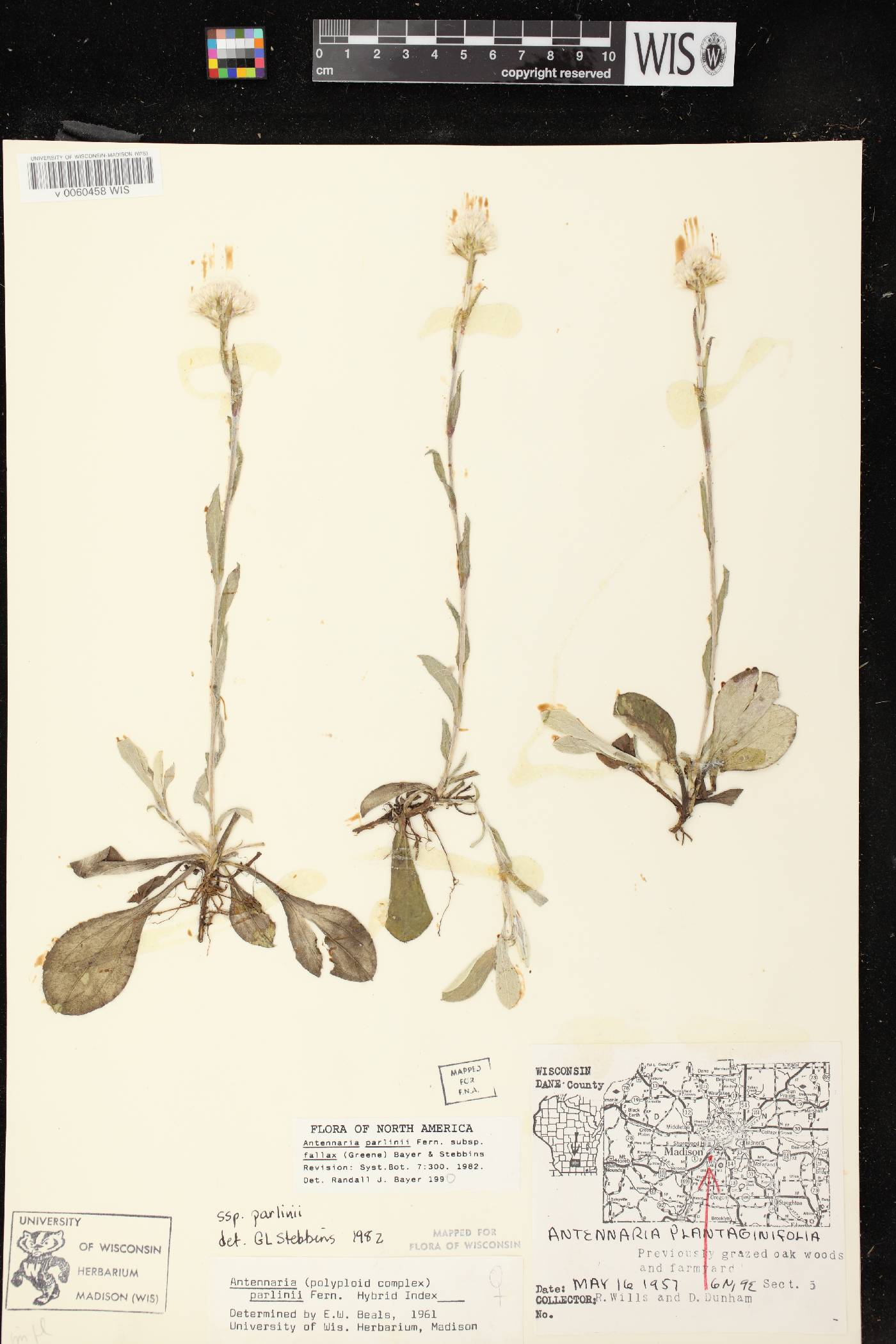 Antennaria parlinii subsp. fallax image