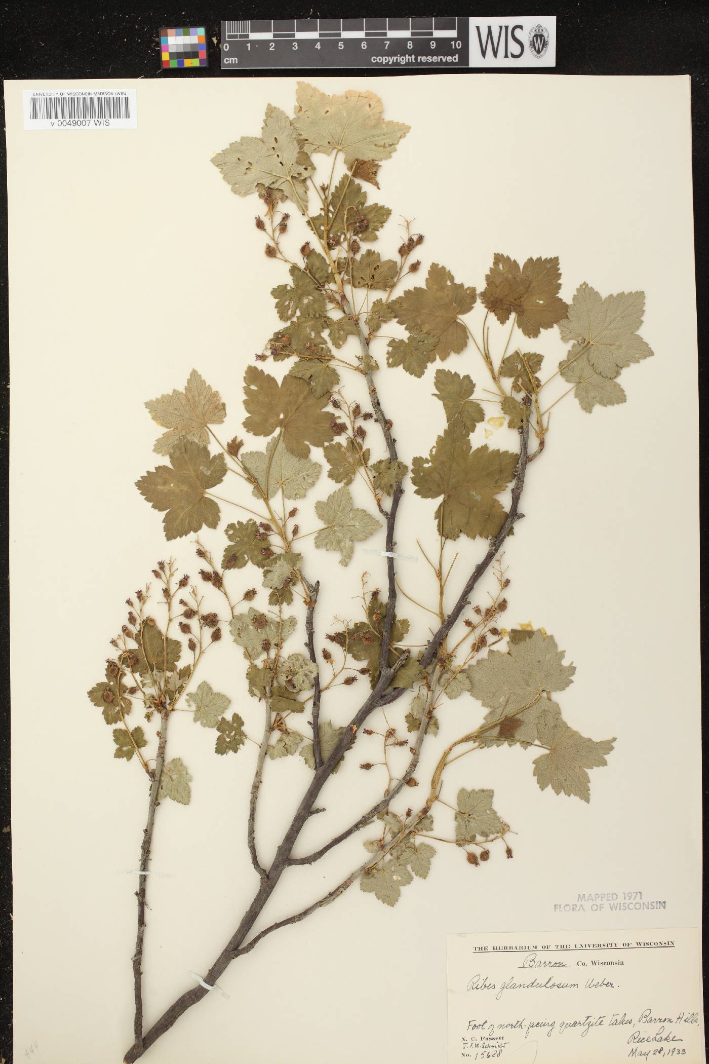 Ribes glandulosum image