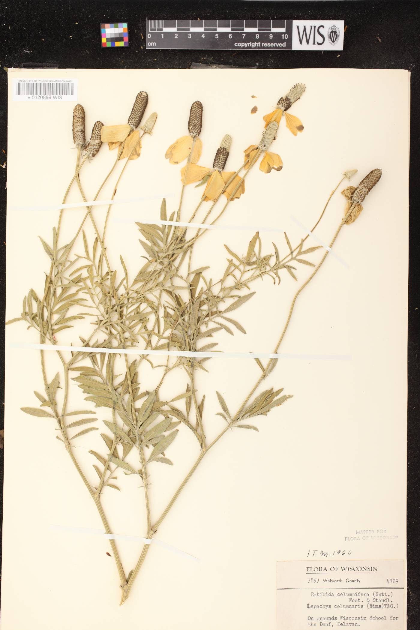 Ratibida columnifera image