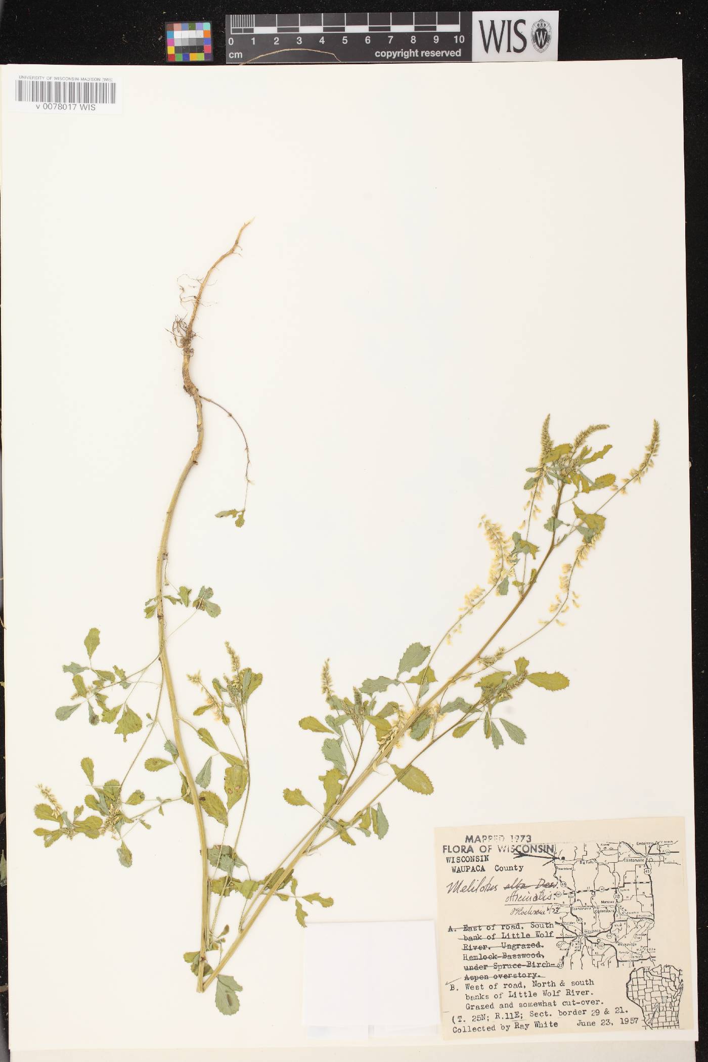 Melilotus officinalis image