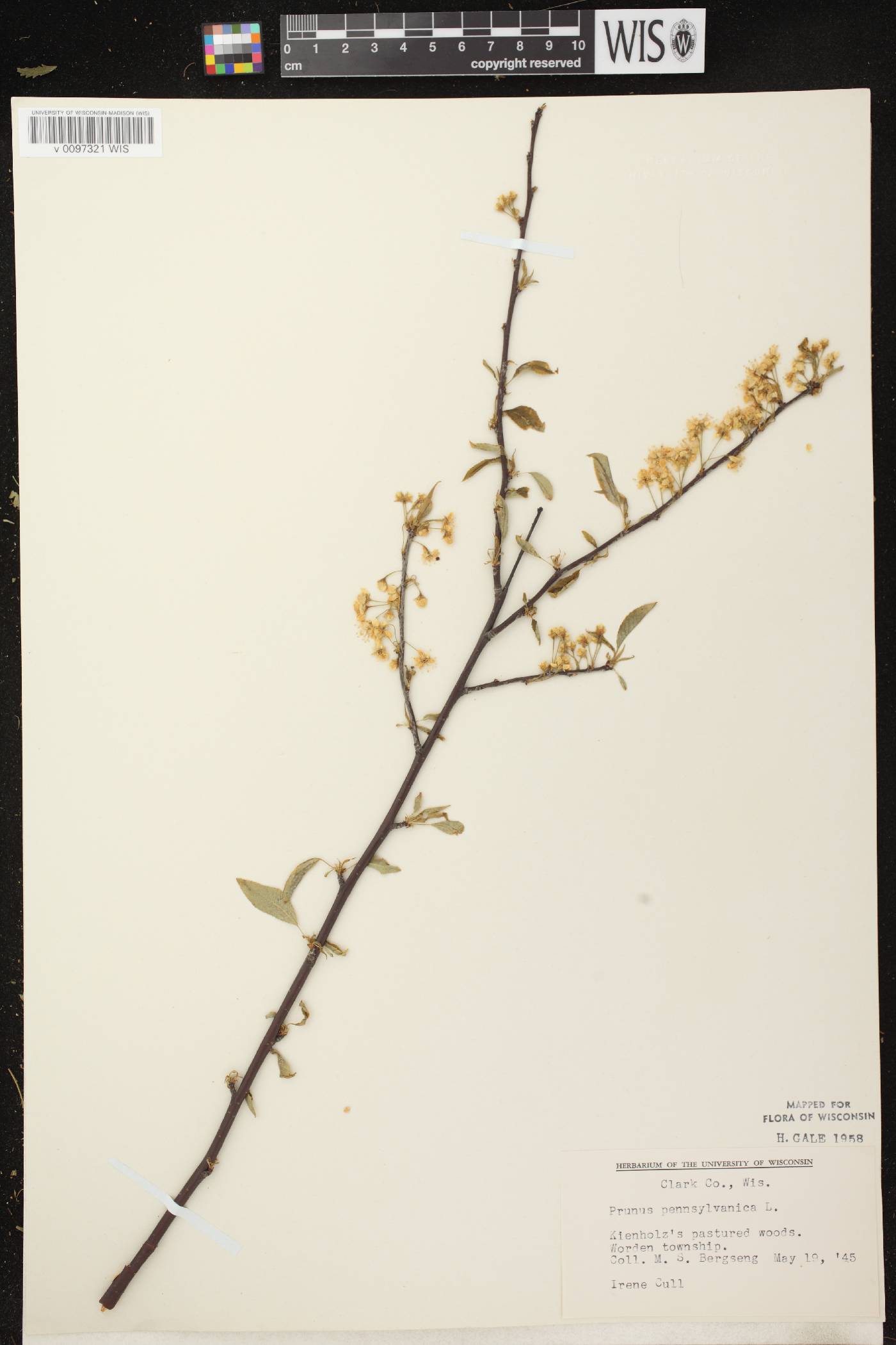 Prunus pensylvanica image