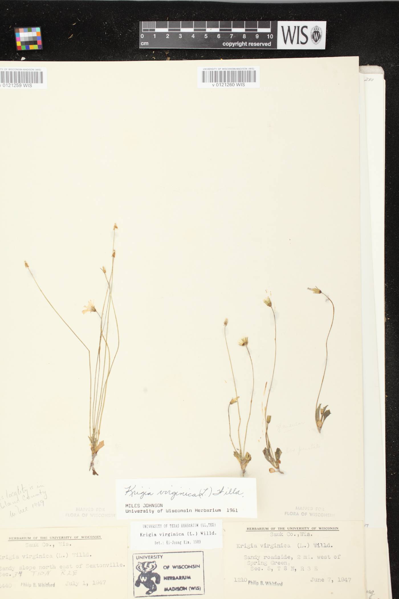 Krigia virginica image