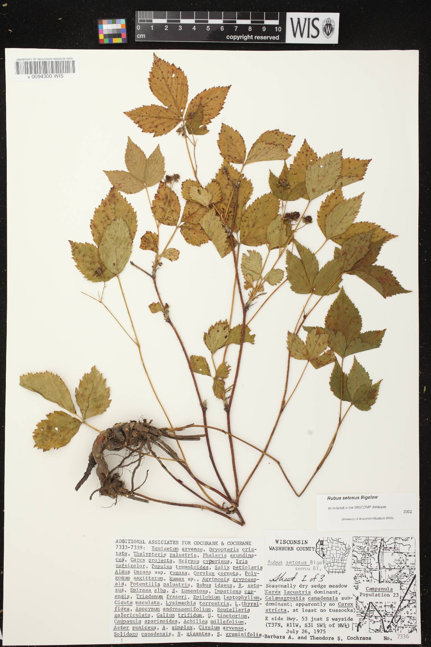 Rubus setosus image