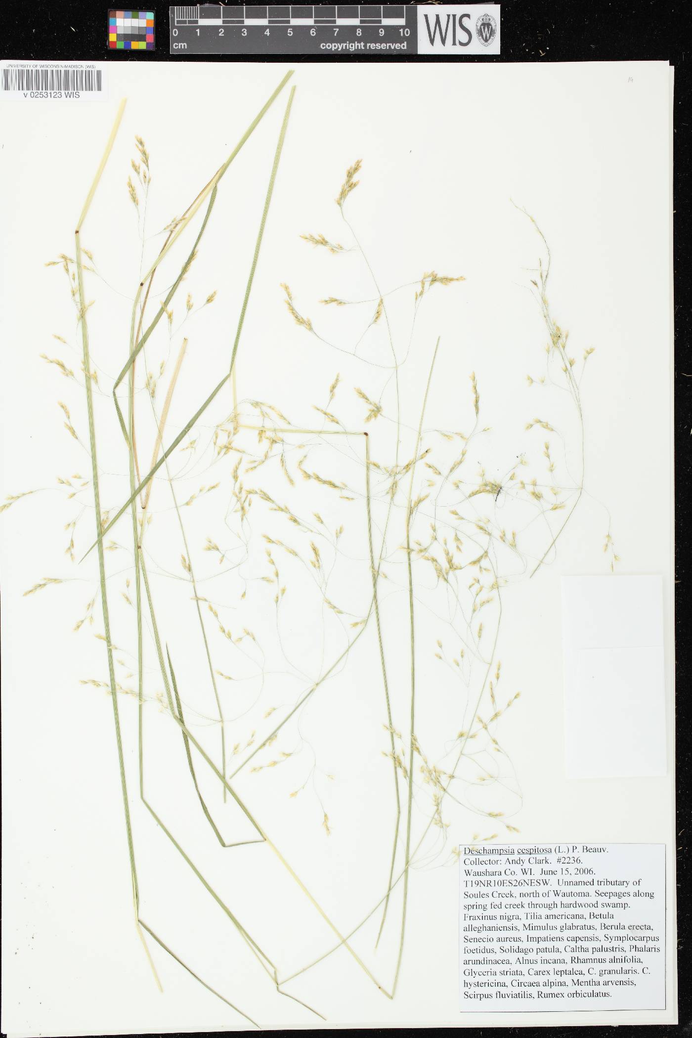 Deschampsia cespitosa image