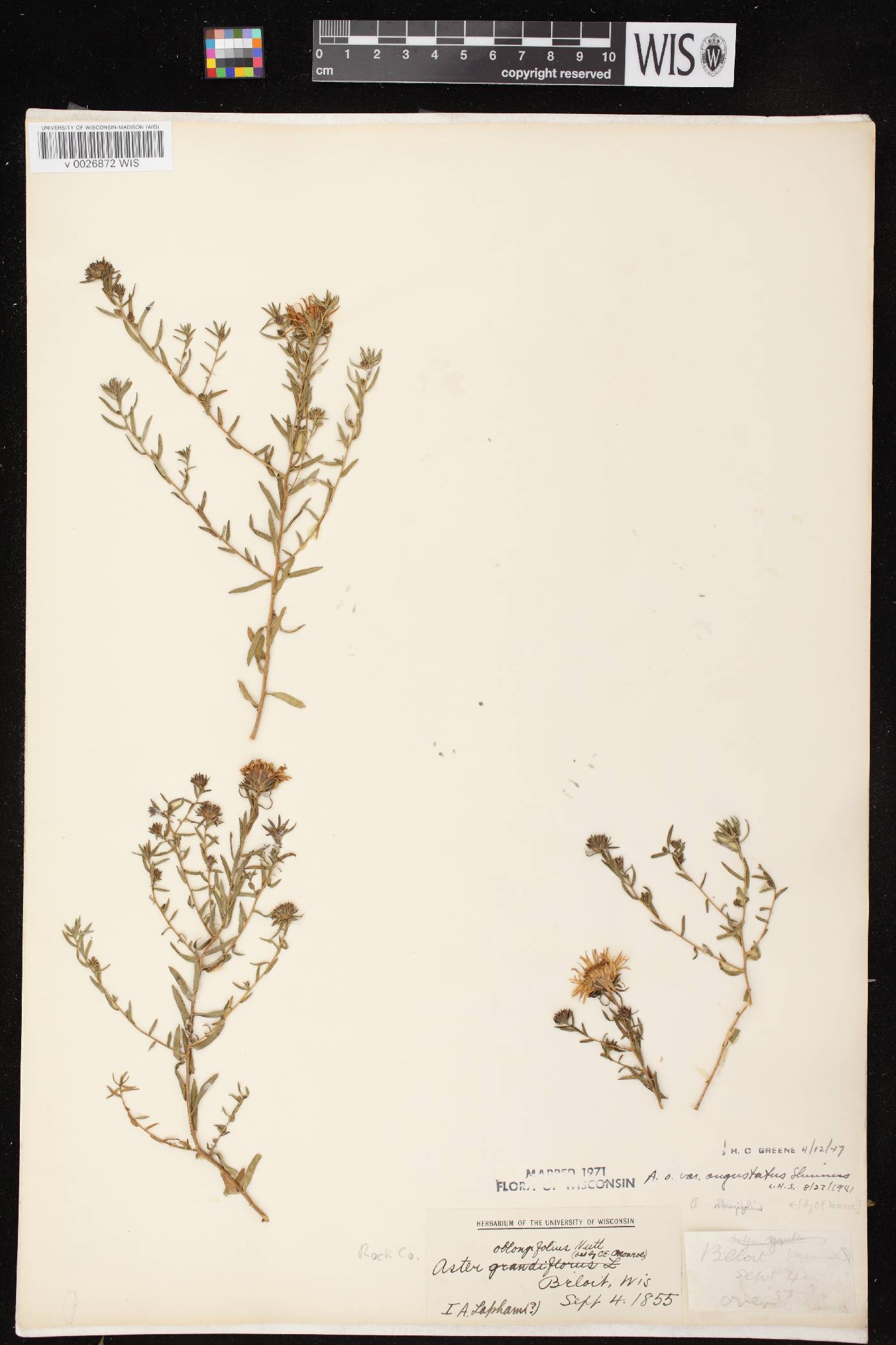 Symphyotrichum oblongifolium image