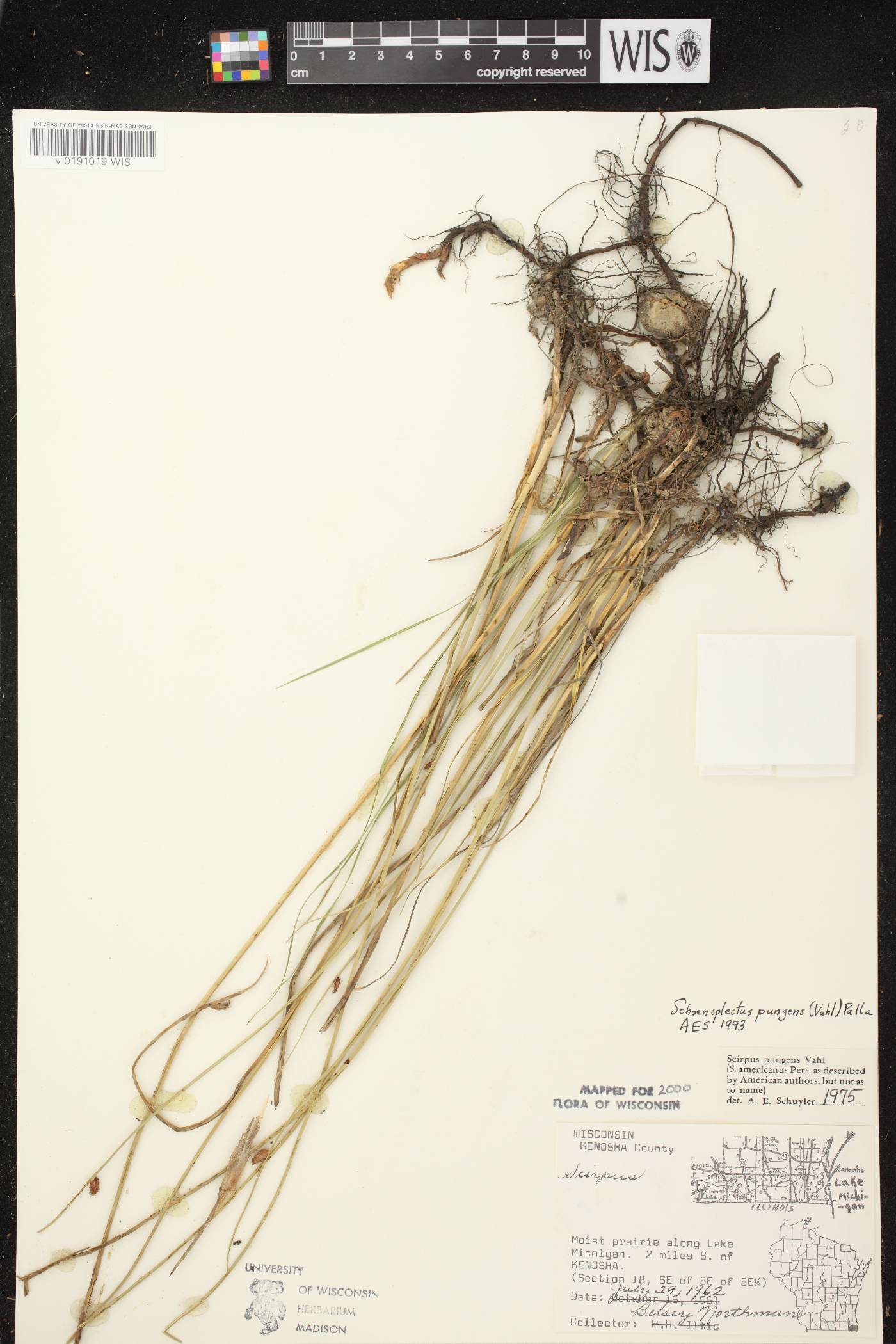 Schoenoplectus pungens image