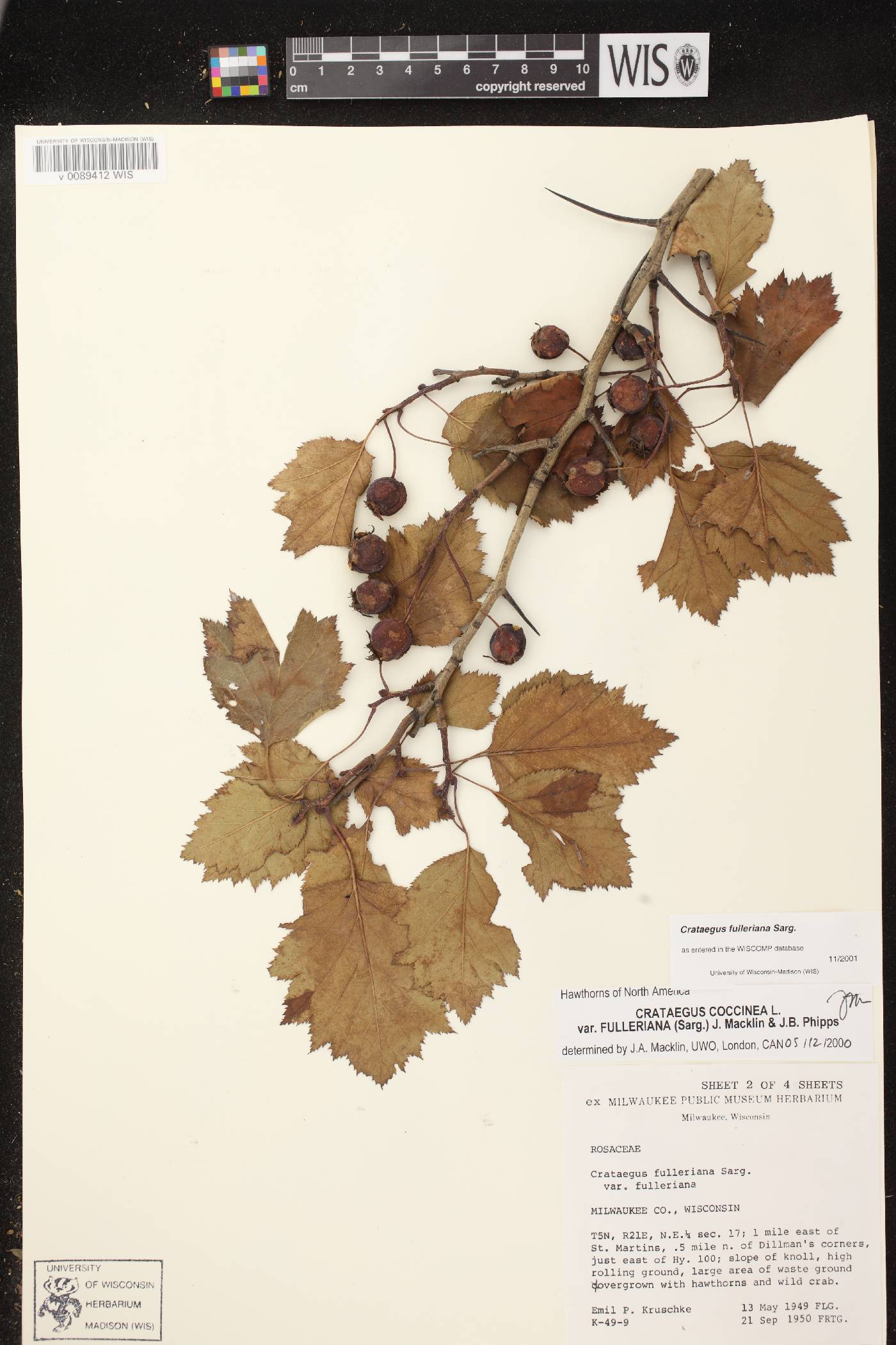 Crataegus coccinea var. fulleriana image