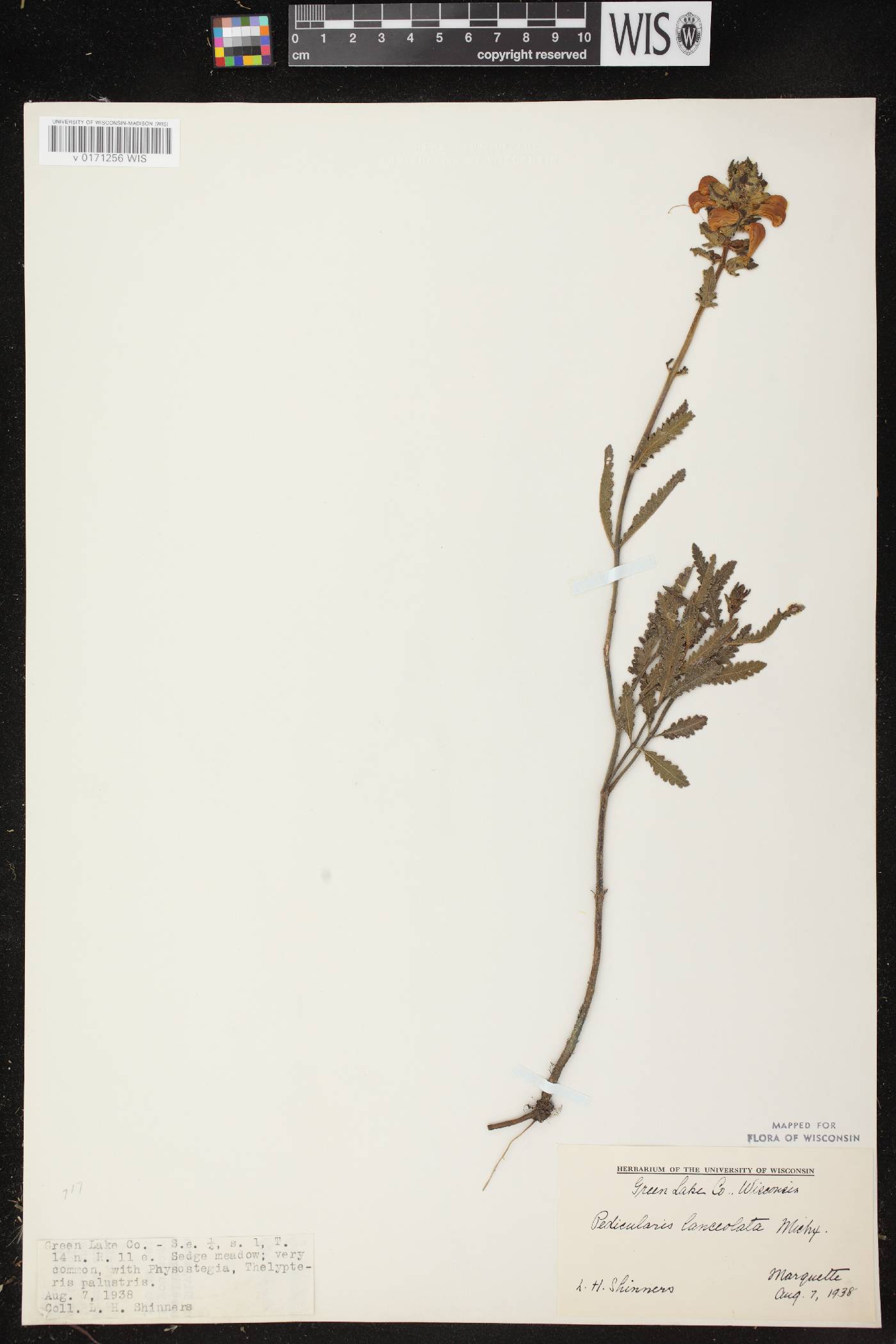Pedicularis lanceolata image