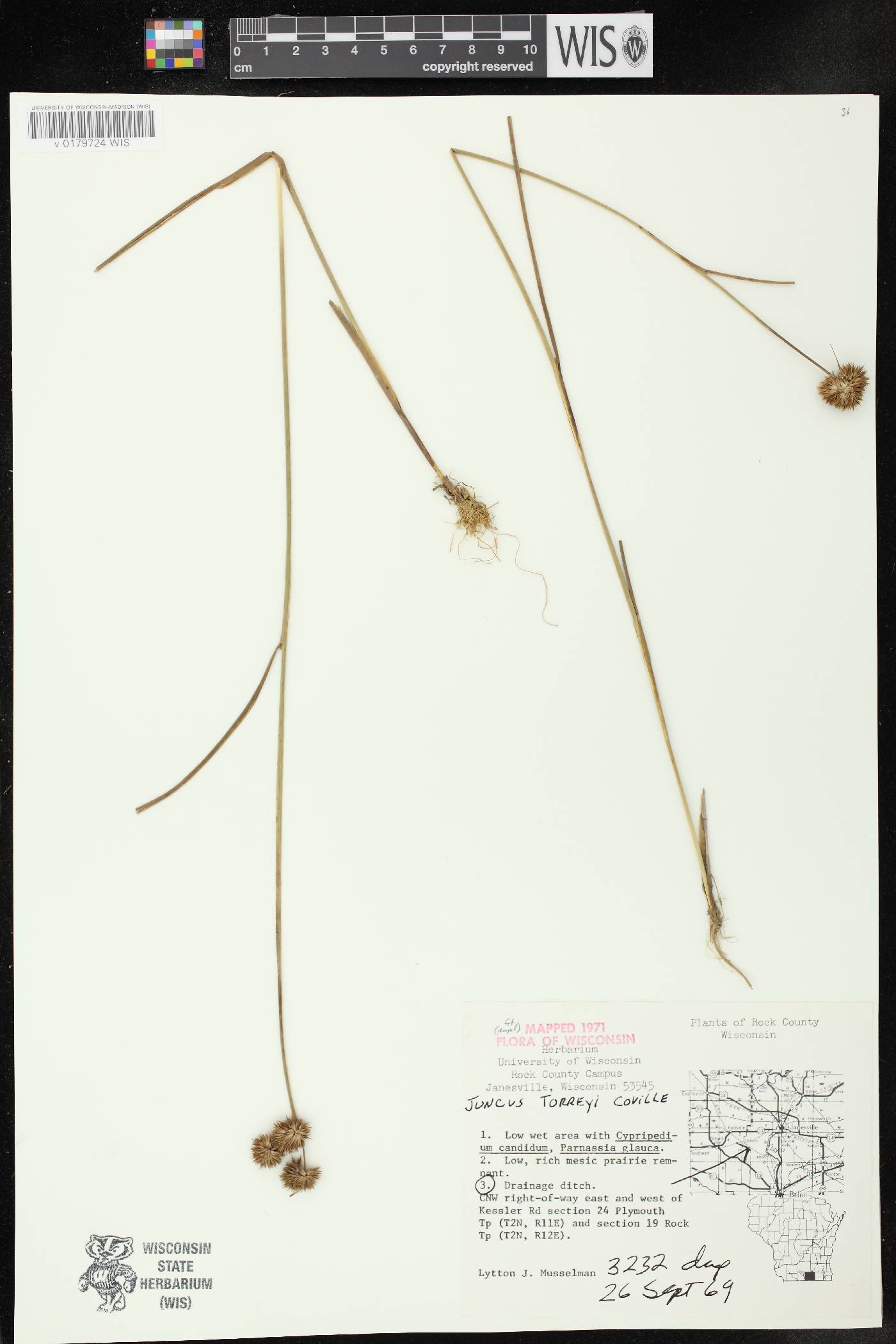 Juncus torreyi image