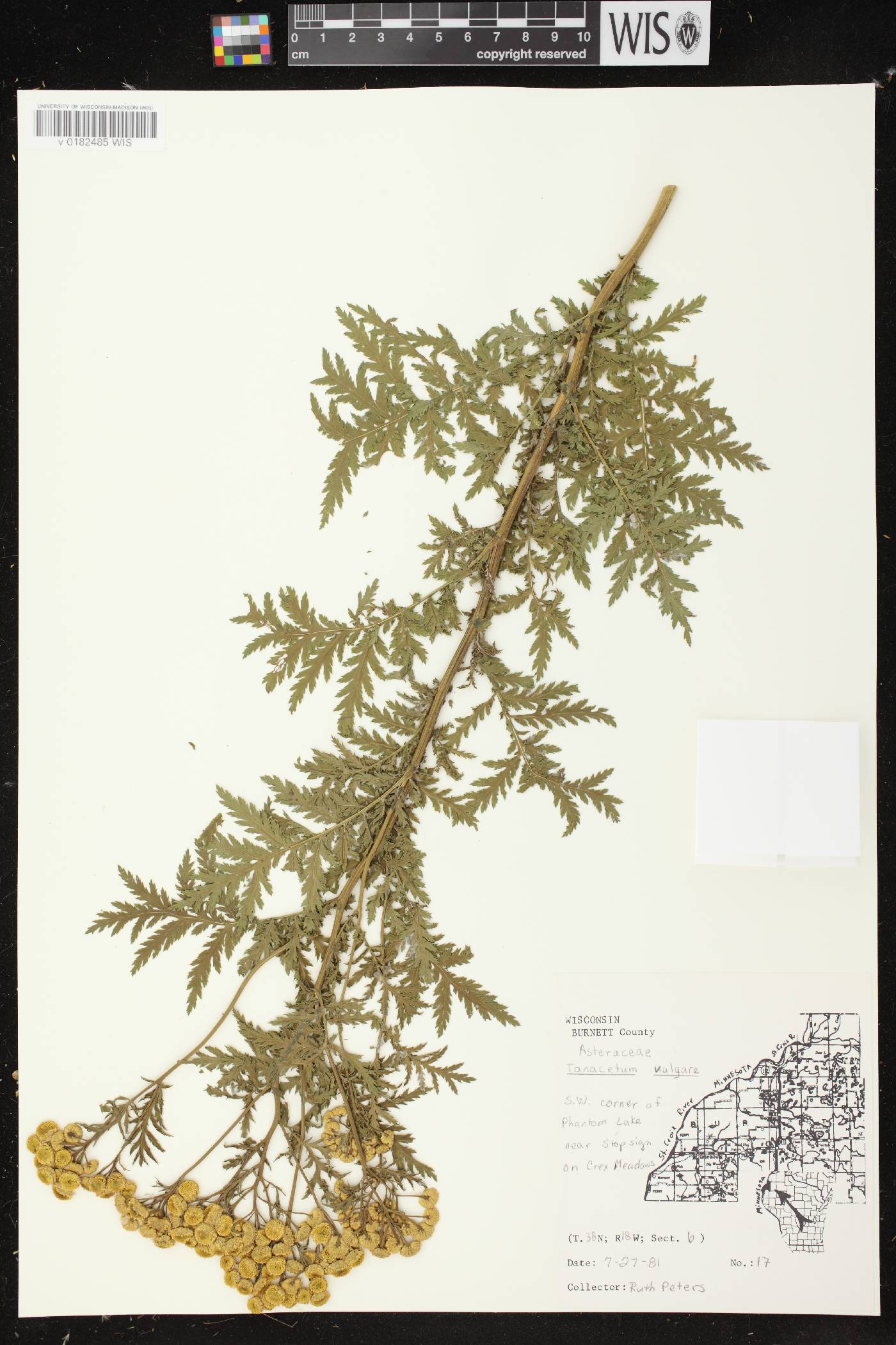 Tanacetum vulgare image