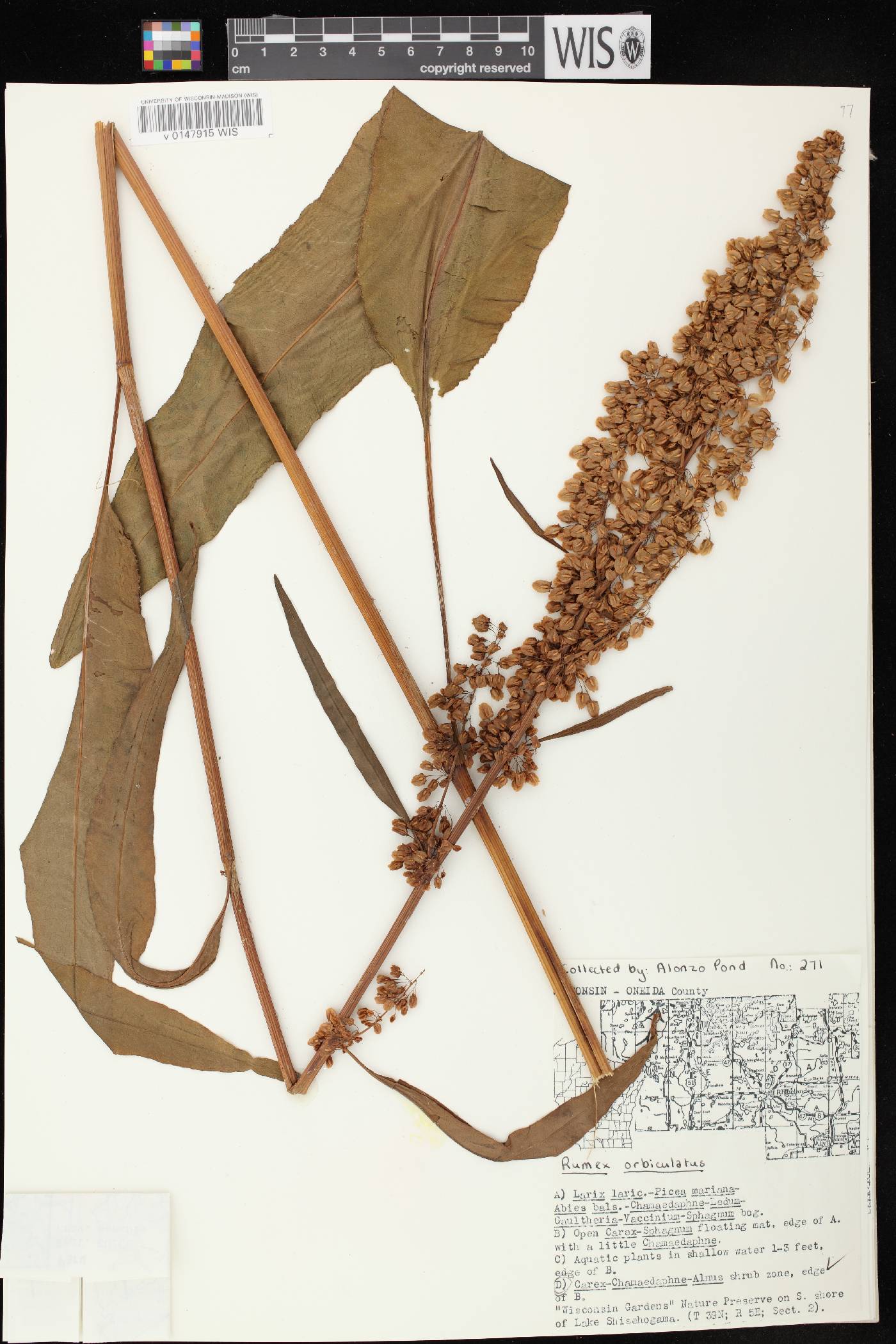 Rumex britannica image