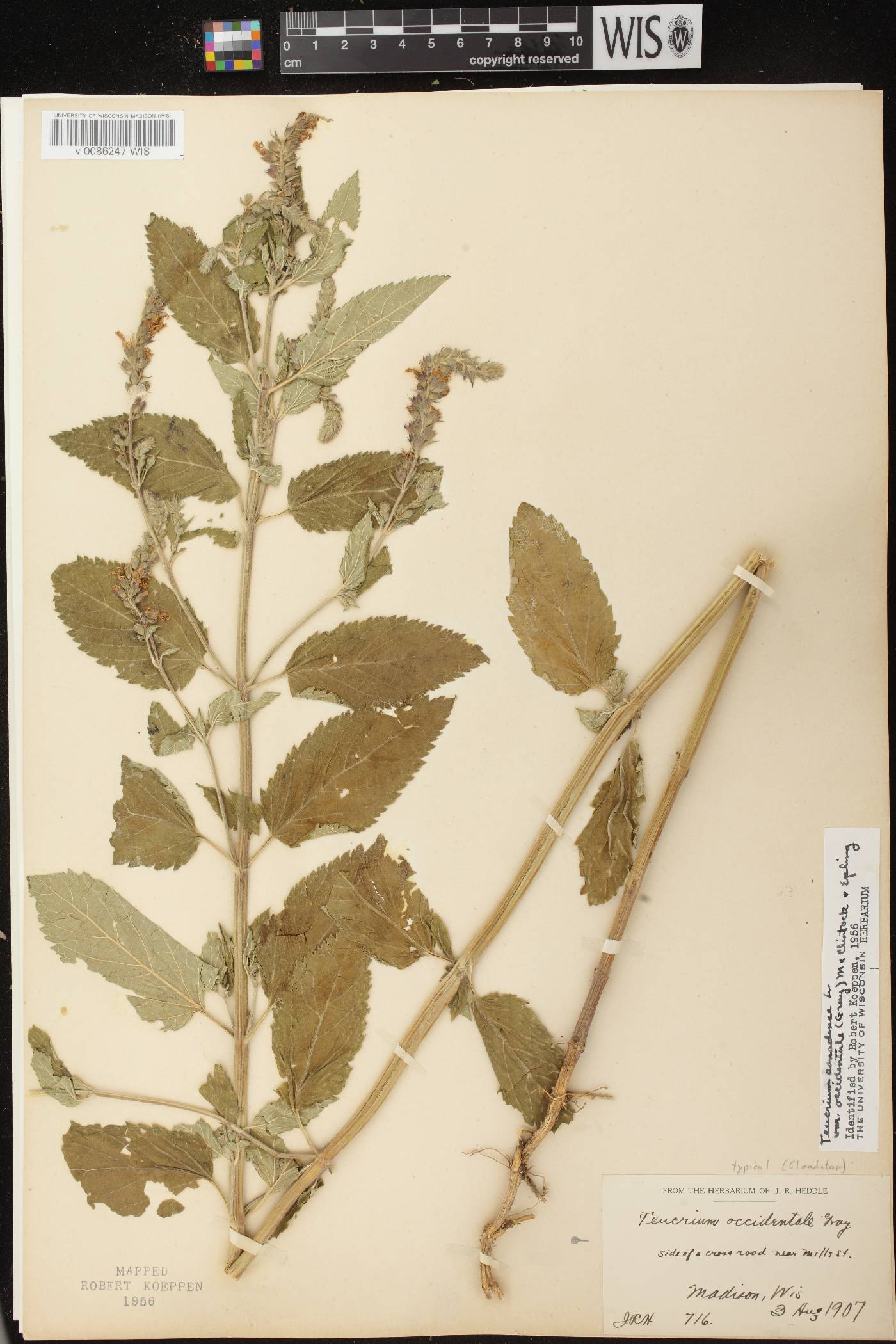 Teucrium canadense var. occidentale image