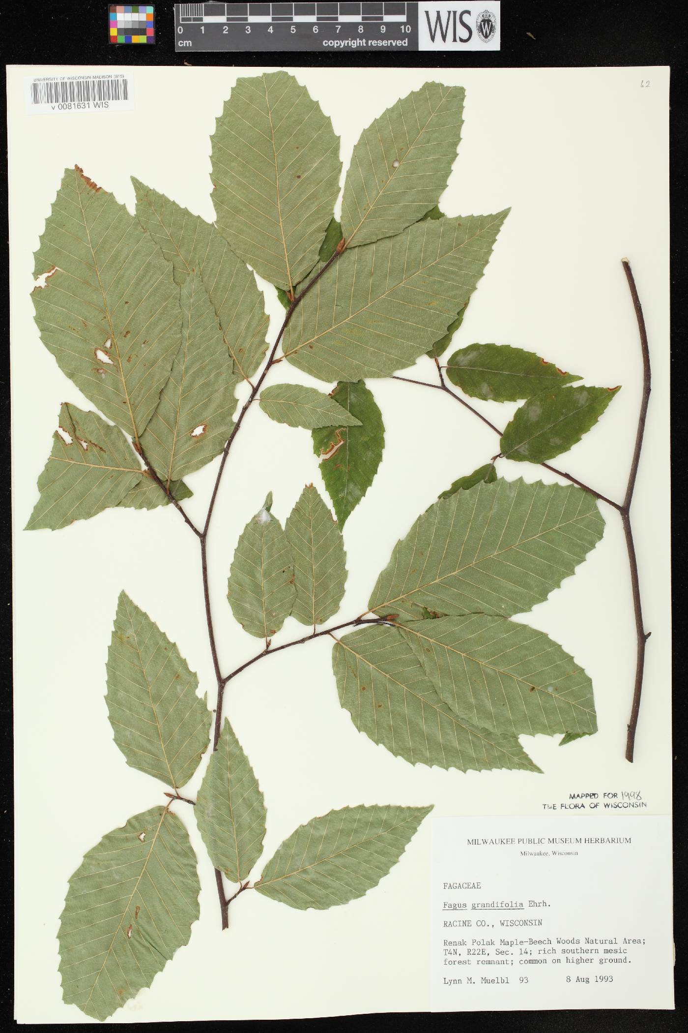 Fagus grandifolia image